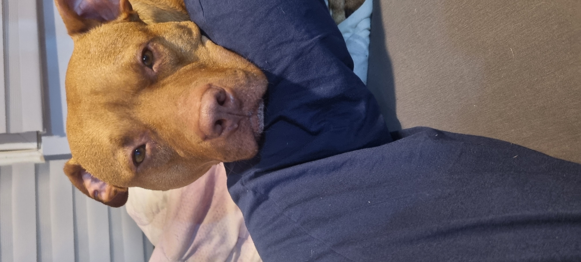 The image displays a close-up, tilted portrait of a reddish-brown dog, likely a Pitbull type, resting indoors. The dog's head is positioned on the left side of the frame, angled towards the viewer, with its chin resting on a dark blue fabric. The dog has short, sleek, reddish-brown fur and prominent green-brown eyes. Its nose is a pinkish-brown color. The ears are partially visible, showing the pink interior.
The dog appears calm and relaxed, looking directly at the camera. Its expression suggests a gentle and observant demeanor.
The dark blue fabric, possibly clothing or a blanket, extends across the lower central and right portion of the image. Adjacent to and behind this fabric, a textured brown upholstered surface, resembling a couch or bed, is visible. In the background on the far left, vertical white window blinds are present, indicating an indoor setting with a window nearby. A lighter, possibly pale pink or off-white, fabric is also visible beneath the dog's head, contrasting with the dark blue. Small specks of lint or fur are visible on the fabrics.
No text is visible in the image. The overall scene suggests a quiet moment of a pet resting comfortably in a domestic environment.