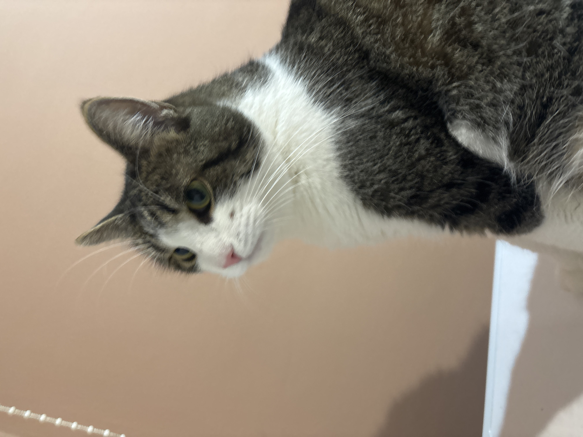 A medium shot shows a tabby and white cat with green eyes looking to the left. The cat's fur is dark grey and white. It is sitting on a white surface, with a peach-colored wall in the background. There is a string of white beads hanging on the left side of the image. A shadow of the cat is cast on the wall. The image is taken indoors.