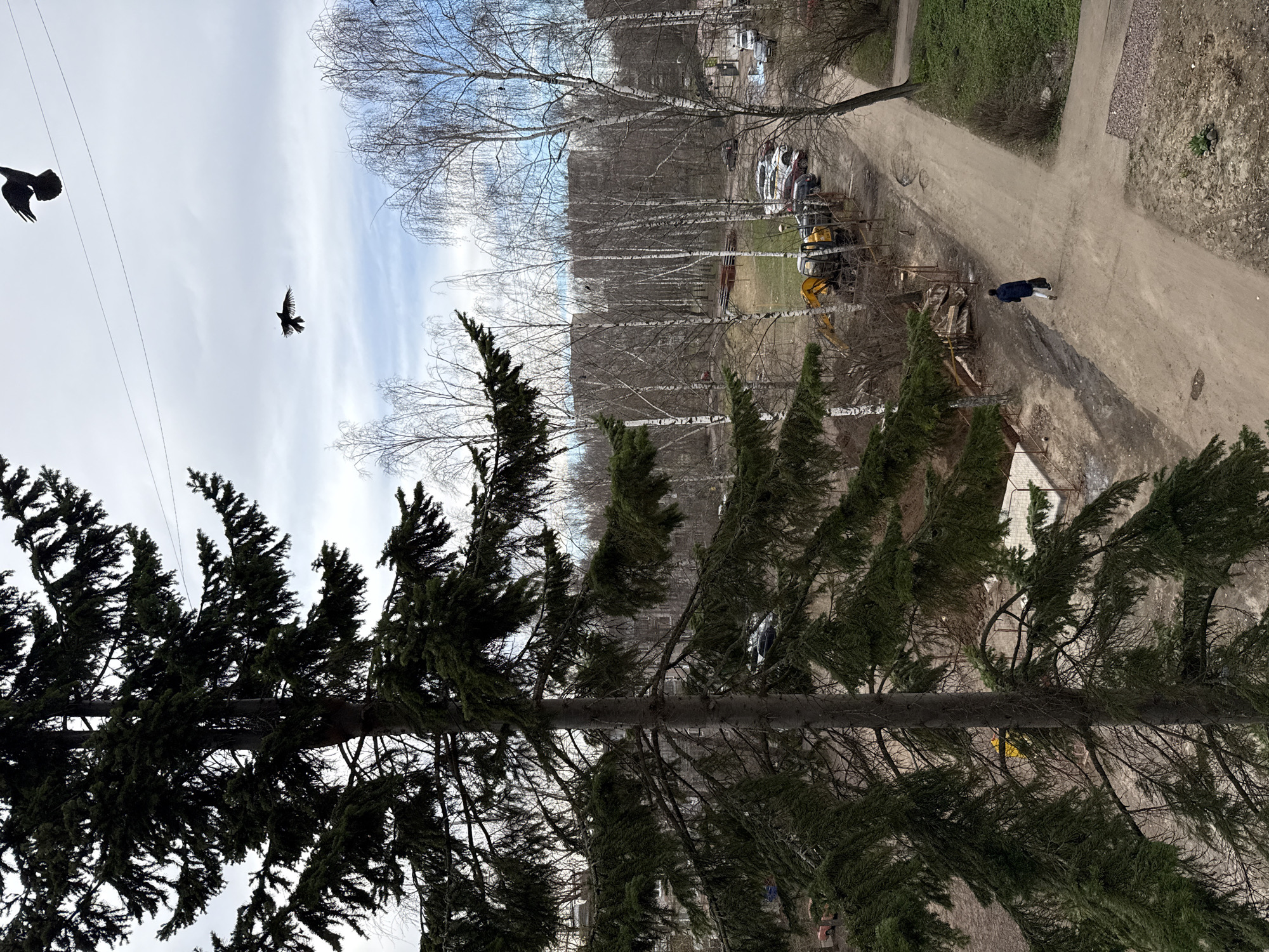 The image is a ground-level view of an outdoor scene, likely taken in Zhukovo, Russia, although location cannot be verified with certainty from the image alone. Two birds are visible in flight in the sky, with what appears to be a power line in the background. A large evergreen tree is in the foreground.
Further back, a dirt road winds through an area that appears to be undergoing construction or landscaping. Several construction vehicles are parked along the road. A person wearing a dark coat is walking along the road. Bare trees are also visible in the scene, suggesting it might be late fall or early spring.