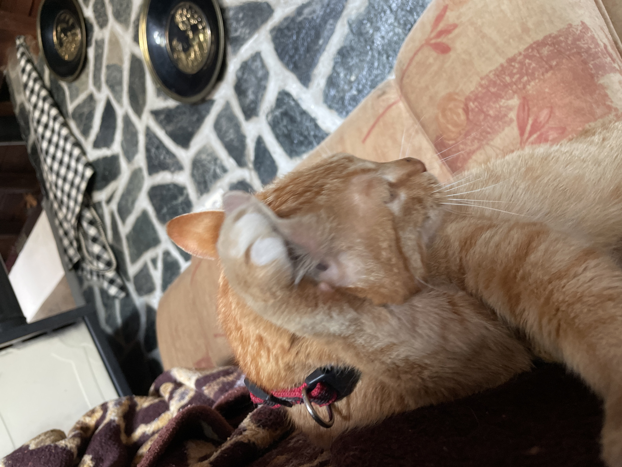 An orange tabby cat is lying on a brown and beige floral patterned couch, with its left paw near its head. The cat has a red collar with a black buckle and metal ring. In the background is a stone wall decorated with two black and gold decorative plates. A black and white checkered towel hangs on the left side of the wall. A black and white object sits to the left of the towel. It is difficult to determine location due to lack of landmarks or recognizable architecture. It is not possible to determine the location within Zlatograd, Bulgaria, based on the image.
