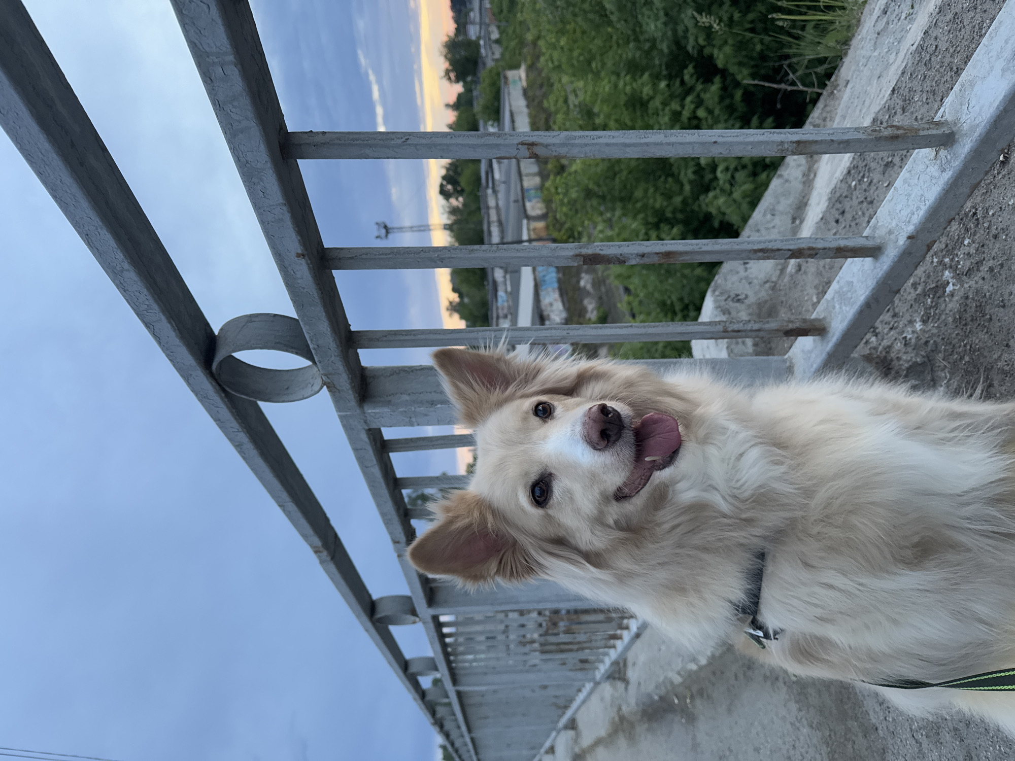 A medium shot captures a dog leaning against a weathered grey metal railing, its head tilted playfully towards the camera, tongue out. The dog, predominantly white with subtle tan highlights, wears a black collar with a green leash attached. The background reveals a cityscape during twilight or early morning. Over the railings, there are trees and buildings. The setting suggests the city of Chaikovsky, Russia, based on the urban background with buildings. The railings themselves appear to be of a bridge or elevated walkway.