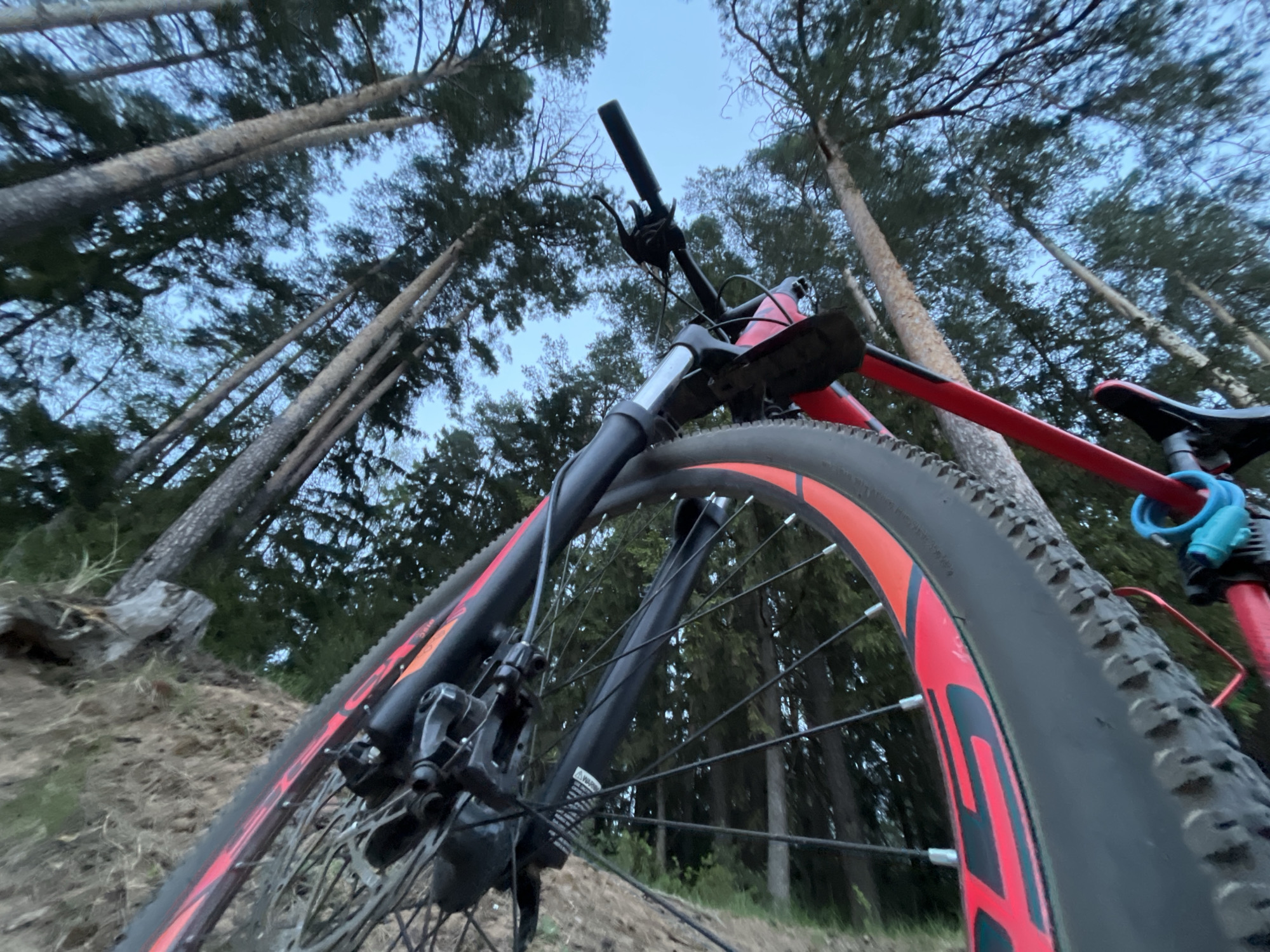 The image shows a red and black mountain bike positioned at a low angle, looking upwards towards tall, slender trees. The tire and front fork of the bike dominate the foreground, with the handlebars and seat visible further back. The background is filled with a forest of tall, straight trees reaching towards a pale sky, likely at dusk or dawn. The ground appears to be a dirt path or forest floor. It is assumed this photo was taken near Chaikovsky, Russia.