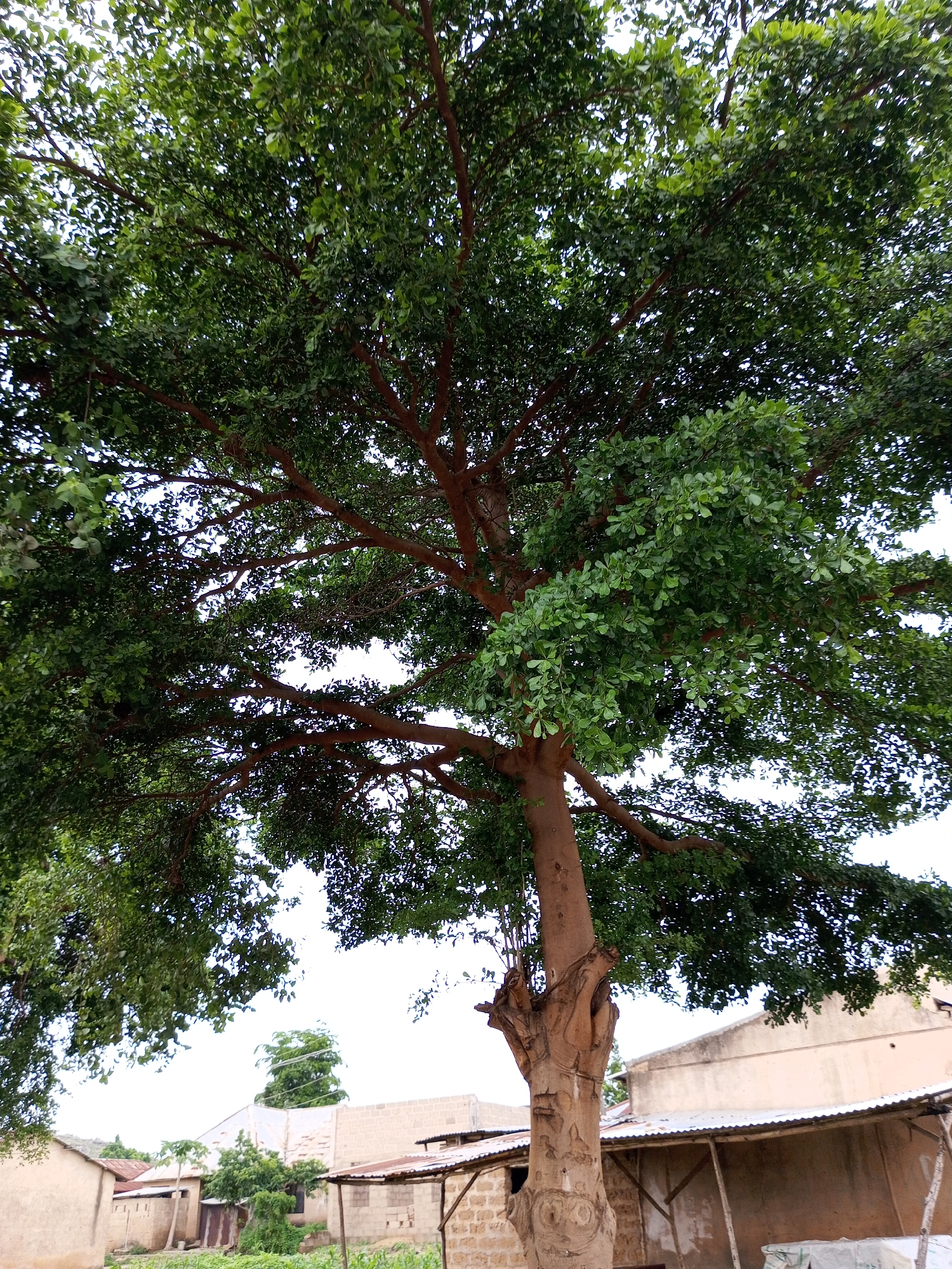 In Gura Top, Nigeria, a large tree with a thick, textured trunk dominates the foreground, its branches spreading wide and covered in dense, green foliage. The tree's trunk is rough and appears old, with visible knots and imperfections. Beneath the tree's canopy, a scattering of simple, functional buildings can be seen. These structures are constructed with a combination of materials, including brick, mud, and corrugated metal for roofing. Some buildings feature open-sided shelters with visible wooden supports and corrugated metal roofs, suggesting utilitarian use. The ground in front of the buildings is covered with vegetation, including what appears to be crops or tall grass. The sky is overcast and bright white, indicating a daytime scene. The overall impression is one of a rural or semi-urban environment in Nigeria, with the prominent tree serving as a natural focal point amidst the man-made structures.