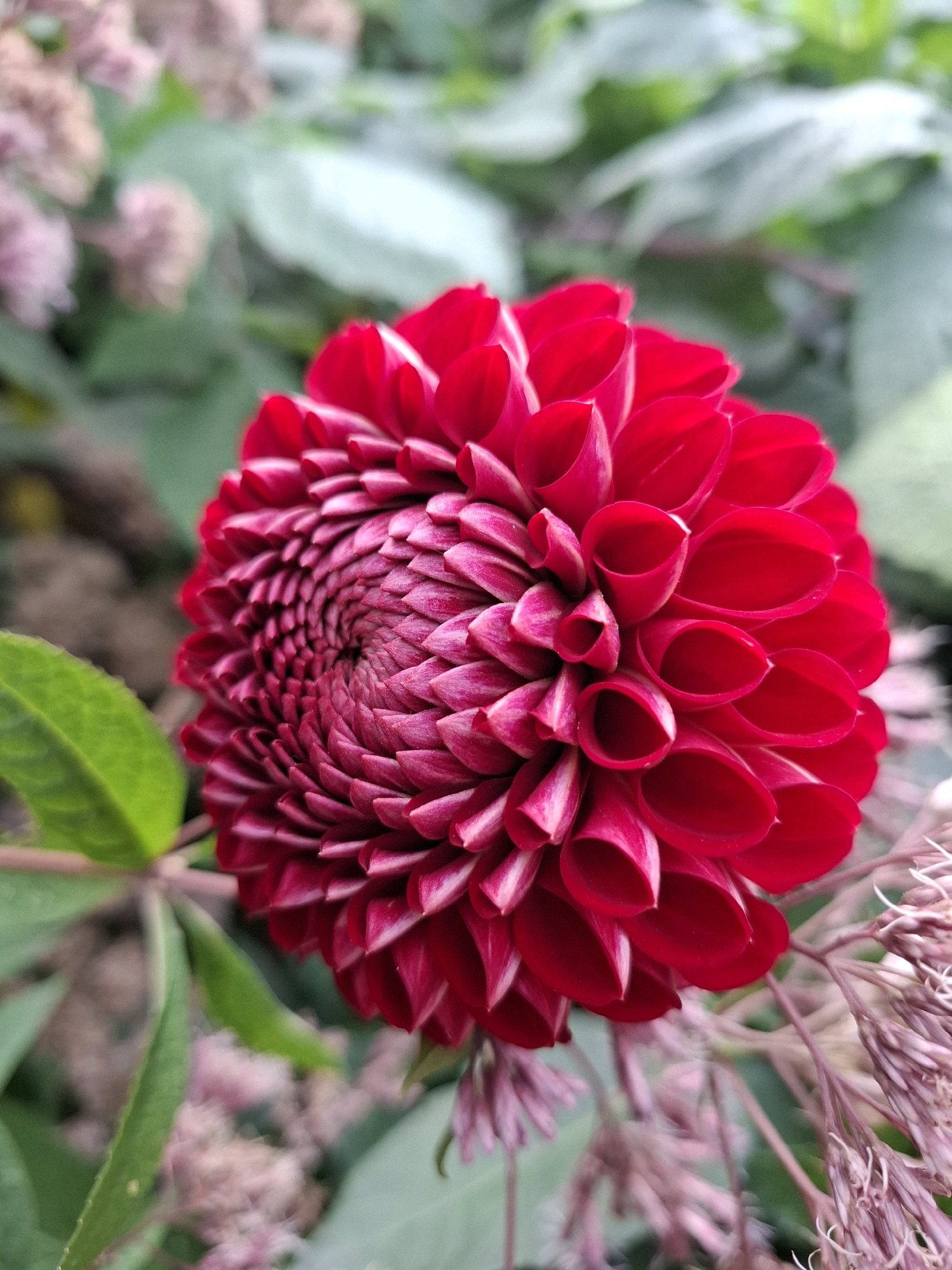 A close-up shot showcases a vibrant red dahlia flower in full bloom. The flower's petals are tightly packed, forming a complex, spiraling pattern towards the center. The outer petals are a deep red, while the inner petals exhibit a darker, almost burgundy hue, with some delicate white edges. To the left, a bright green leaf extends into the frame, slightly out of focus. In the background, soft, blurred foliage in shades of green and muted pink creates a bokeh effect. The overall impression is one of natural beauty and intricate detail. The image does not provide any specific location information within the city of Tyumen, Russia.