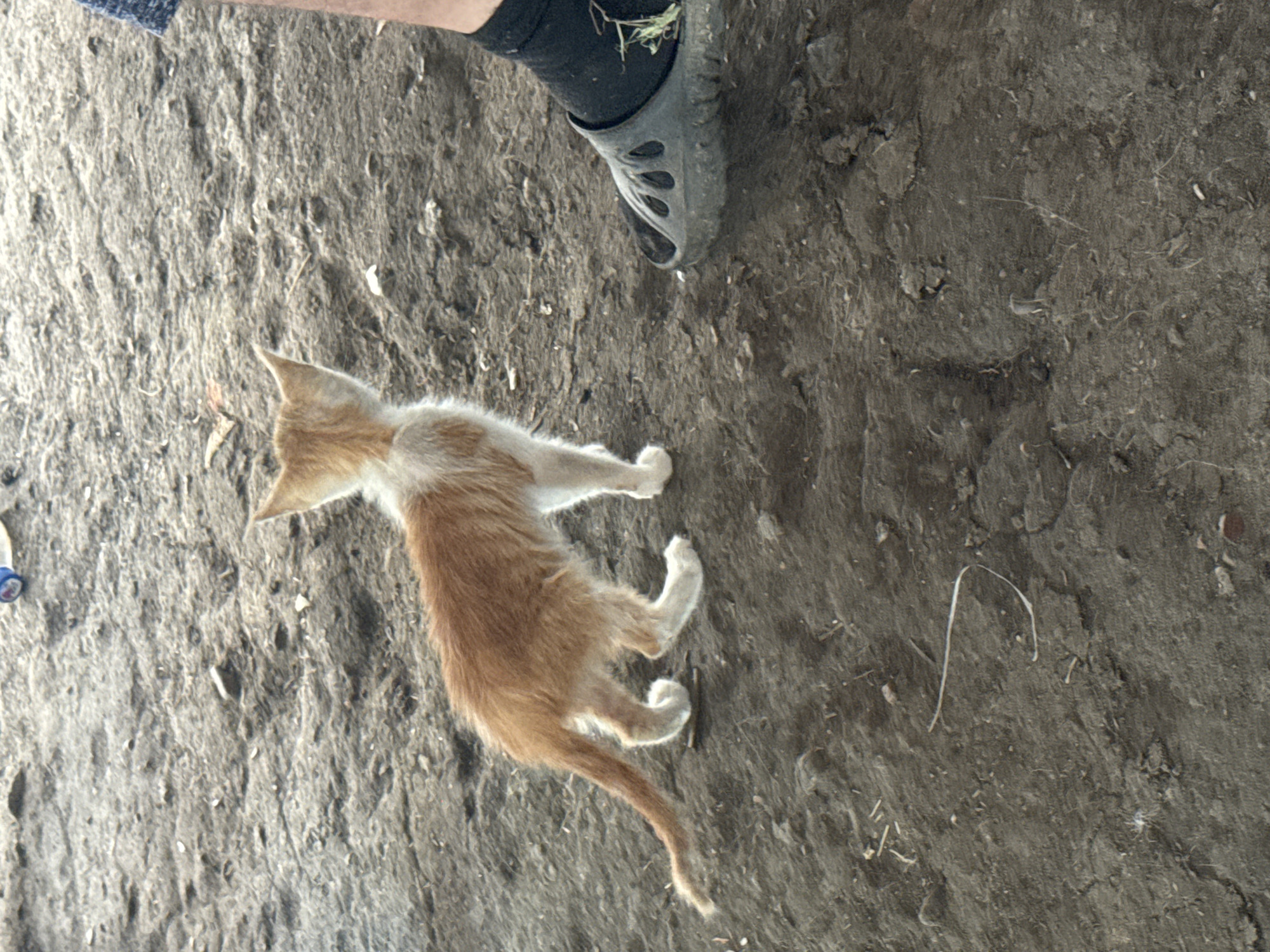 The image captures an outdoor scene, likely in a natural or unpaved area. A small, ginger and white kitten stands on dirt or sand. The kitten is facing away from the camera, with its tail curved upwards. To the right of the kitten, a person's foot is visible, wearing a black sock and a gray slip-on shoe. The ground is uneven and appears to be a mix of dirt, small pebbles, and some scattered debris, such as small twigs or plant matter. The lighting suggests it is daytime, possibly overcast or in the shade. There is no visible indication of the specific location within Матросский, Russia.