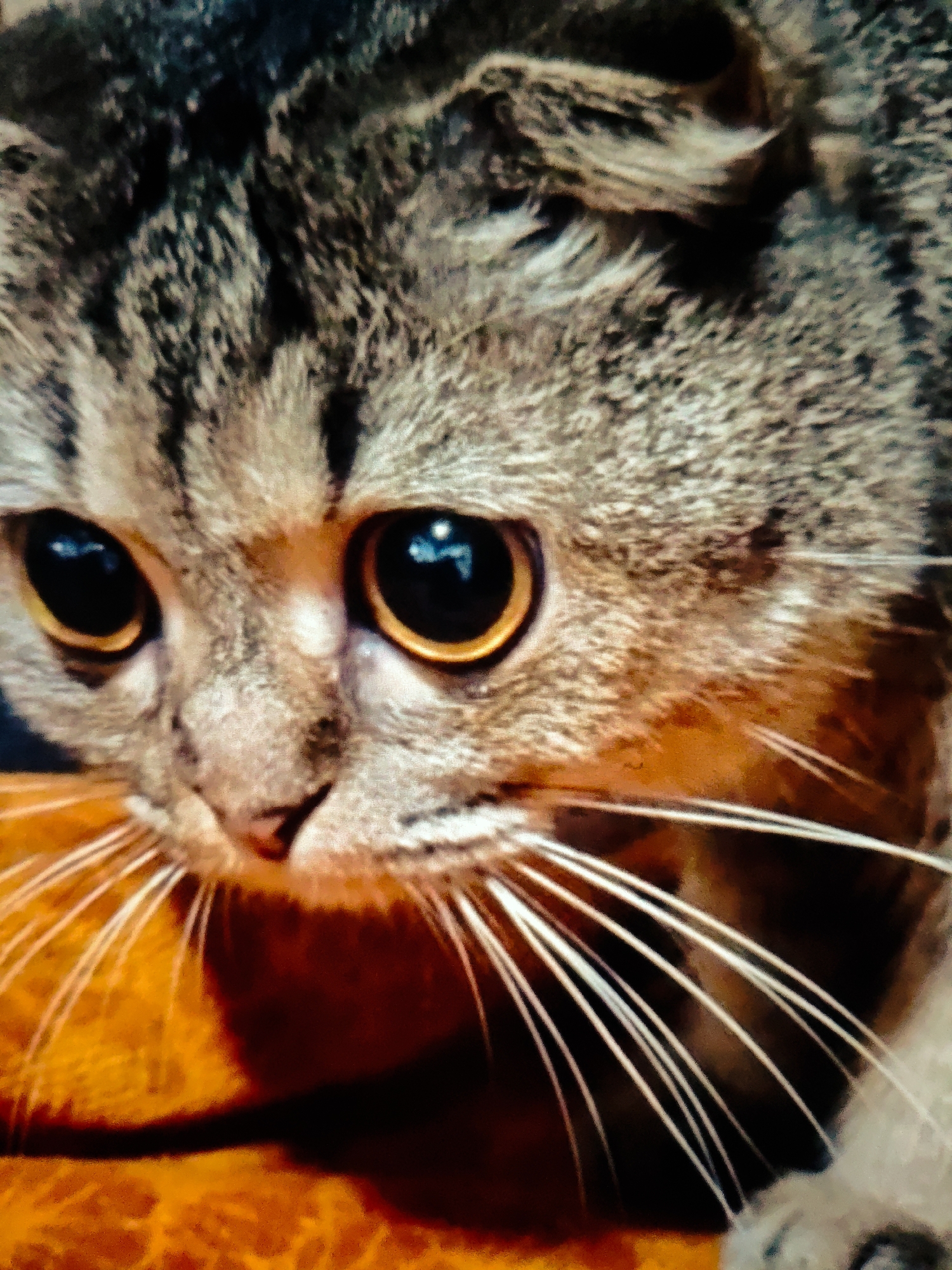 The image is a close-up, low-angle photograph of a Scottish Fold cat's face. The cat has tabby markings with shades of brown and gray. Its eyes are large, round, and a striking amber color with black pupils. White whiskers fan out from its muzzle. The background is out of focus and appears to be an orange textured surface, possibly a piece of furniture. The lighting is warm, highlighting the cat's features. There is no indication of the city of Stavropol, Russia, in the image.