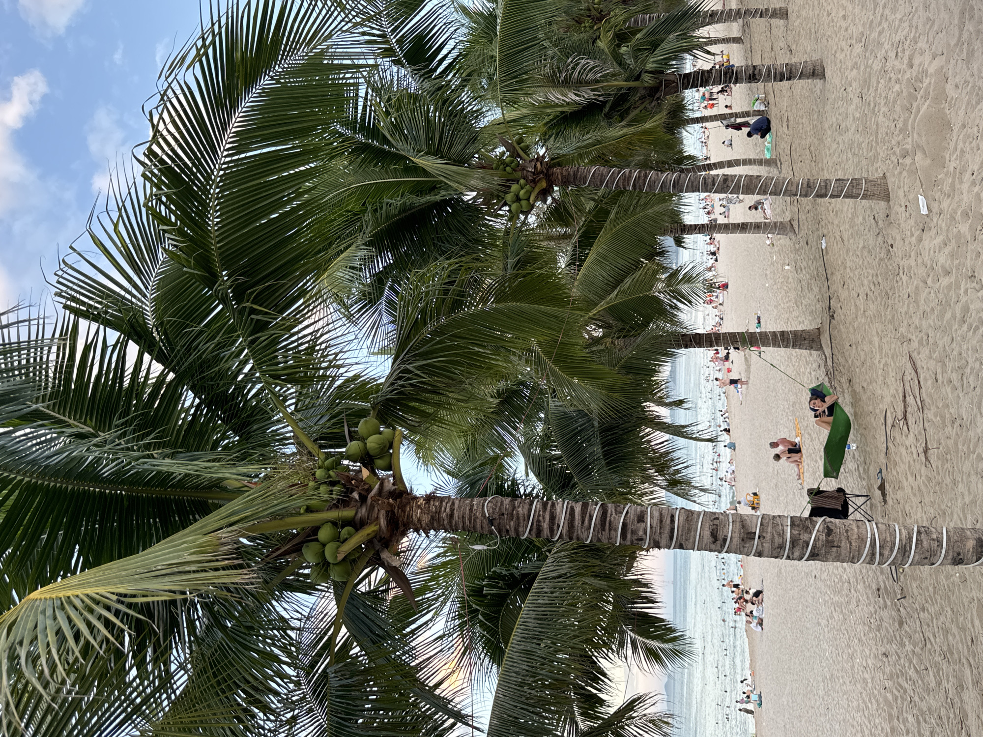 The image depicts a bustling beach scene in Nha Trang, Vietnam, likely during the late afternoon or early evening. Numerous palm trees line the sandy shore, some adorned with white spiral bands around their trunks. In the foreground, a woman relaxes in a green hammock suspended between two palm trees, looking at her phone. Further back, the beach is populated with many people, some lounging on towels, others sitting in groups, and many wading or swimming in the ocean. The water is calm with gentle waves, and the sky is partly cloudy with a hint of sunset colors on the horizon. The overall atmosphere is one of leisure and recreation.