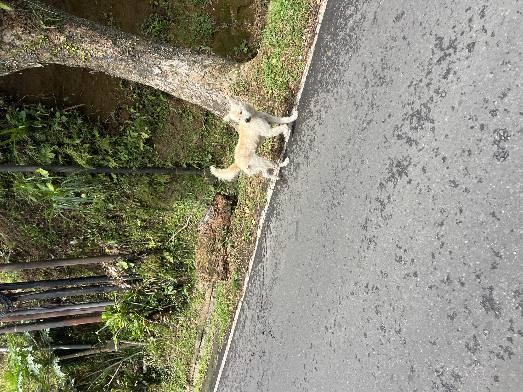 A light-colored dog with a bushy tail stands on the side of a paved road. The dog is facing left and appears to be alert. The road is wet and cracked. To the right of the road is a large tree with rough bark, and beyond that is a steep, vegetated slope. On the left side of the road are several utility poles and lush green vegetation. A fallen log lies on the grass between the road and the slope. The scene appears to be in a natural, possibly rural, setting within the city of Tembuku, Indonesia.