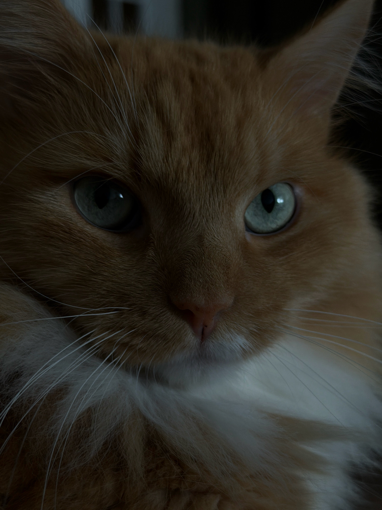 A close-up, low-light, indoor shot focuses on the face of an orange tabby cat. The cat's eyes are wide open, showing large, green irises with dark pupils. Its whiskers are long and white, fanning out from its muzzle. The fur is soft and appears to be medium-length, with a mix of orange and white tones around its chest. The background is dark and out of focus, obscuring any details about the environment or location. The image does not depict any specific location in the city of Hrodna, Belarus.