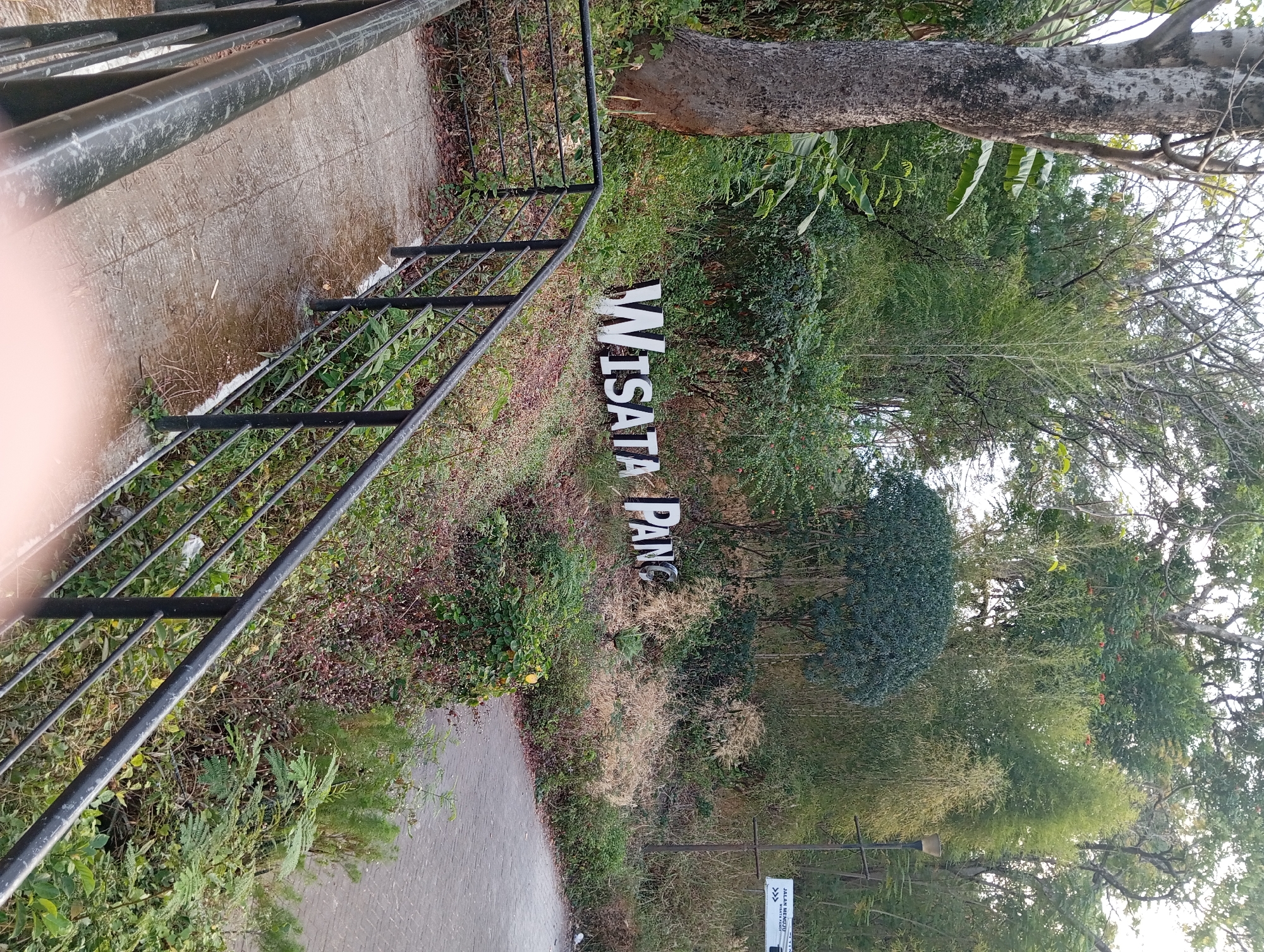 The image depicts a scenic overlook in a natural setting, likely a park or tourist attraction. In the foreground, a concrete walkway with a black metal railing curves to the left, suggesting a path or viewing platform. The walkway is slightly damp and shows some texture from its construction. Beyond the railing, a grassy slope is covered with dry brush and scattered green foliage.
Dominating the mid-ground are large, white, three-dimensional letters spelling out "WISATA PANC." These letters are positioned on the slope and stand out against the natural backdrop. Behind the sign, the terrain continues to rise, densely populated with various trees and vegetation, including bamboo stalks.
Further in the background, a paved road is visible, curving to the right. A lamppost stands near the road. A sign is mounted on a pole, reading "JALAN MENUJU WISATA PANC" with an arrow indicating direction. The overall environment is lush and green, with a mix of mature trees, bamboo, and undergrowth, typical of a tropical or subtropical landscape. The lighting suggests it is either early morning or late afternoon, with soft, diffused light. No people are visible in the image. The location is identified as Karang Jati, Indonesia.