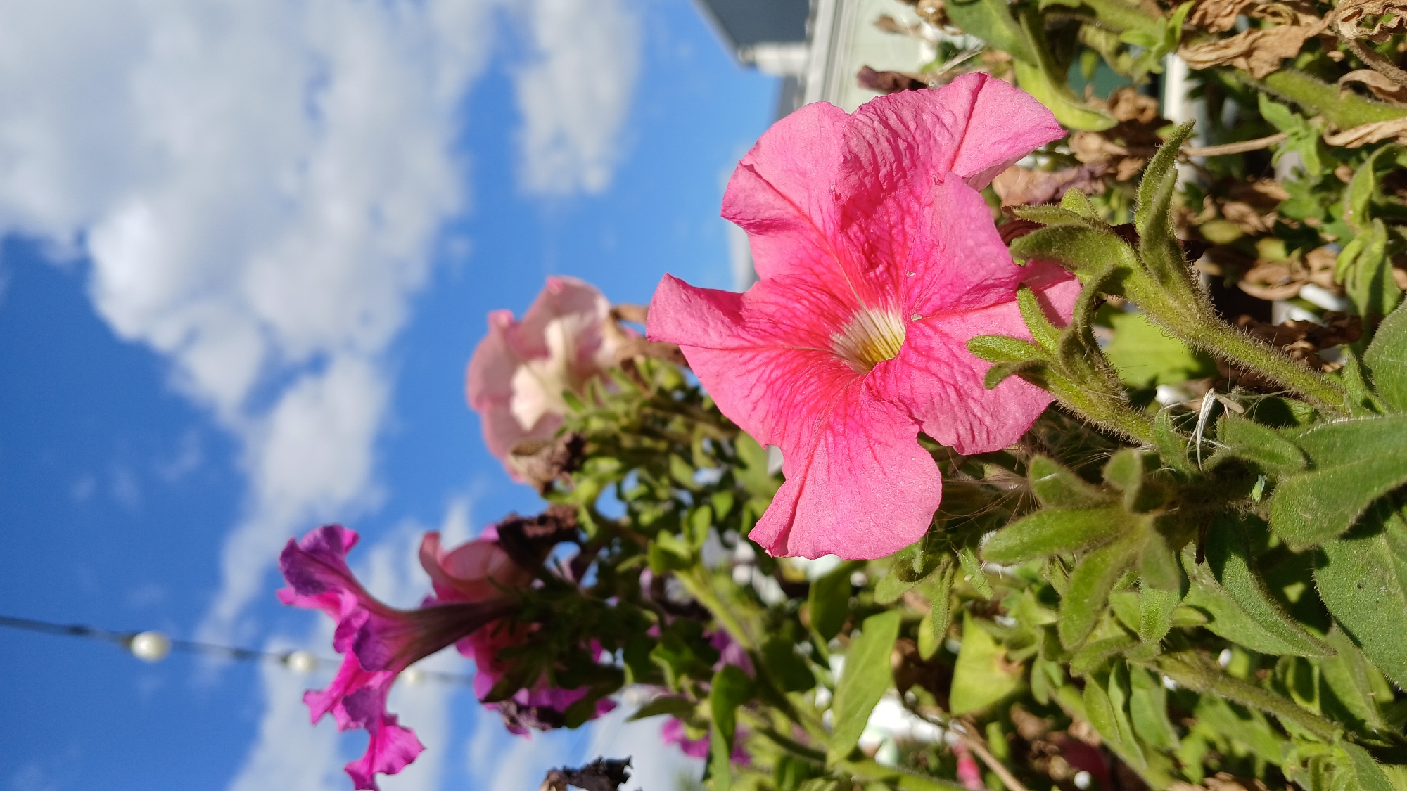 The image shows a close-up view of pink petunias blooming against a bright blue sky with scattered white clouds. The flowers are in focus, with their delicate petals and fuzzy green stems clearly visible. In the background, a string of white lights hangs from left to right, and a blurred building can be seen. This scene is likely in Oral, Kazakhstan, given the context. The image captures a bright, sunny day with the flowers adding a splash of vibrant color to the urban environment.