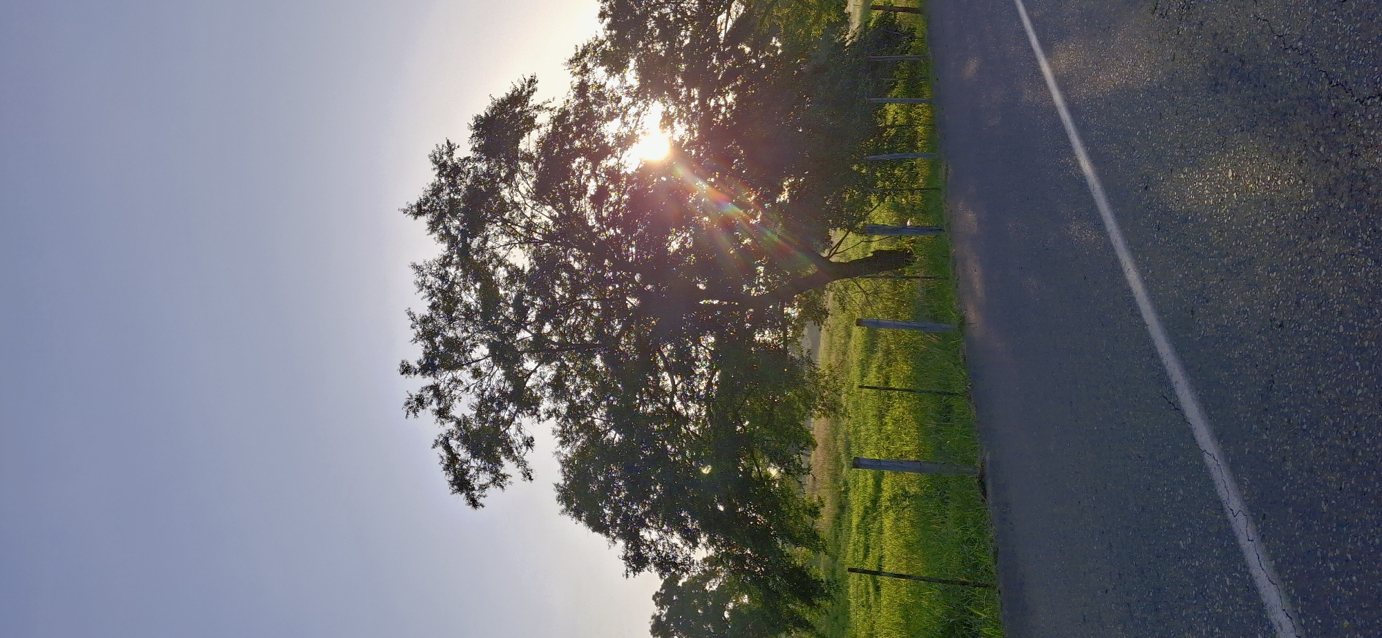 The image depicts a roadside scene bathed in the warm glow of the setting sun, creating a lens flare that streaks across the frame. A large, leafy tree dominates the left side of the image, its branches silhouetted against the bright sky. The sun's rays pierce through the foliage, casting a radiant light.
To the right of the tree, a paved road with a white line marking its center runs diagonally through the scene. The road appears slightly wet, reflecting the sunlight. Beyond the road, a grassy field stretches out, dotted with a wire fence supported by wooden posts. The vibrant green of the grass suggests a rural or natural setting, possibly a meadow or pasture.
The overall atmosphere is serene and peaceful, evoking a sense of calm associated with the end of the day. The light suggests it is either early morning or late afternoon. While no people or explicit text are visible, the presence of the road and fence implies human infrastructure within a natural landscape. The location context provided is Vallecito, Venezuela, which aligns with the impression of a rural roadside scene.