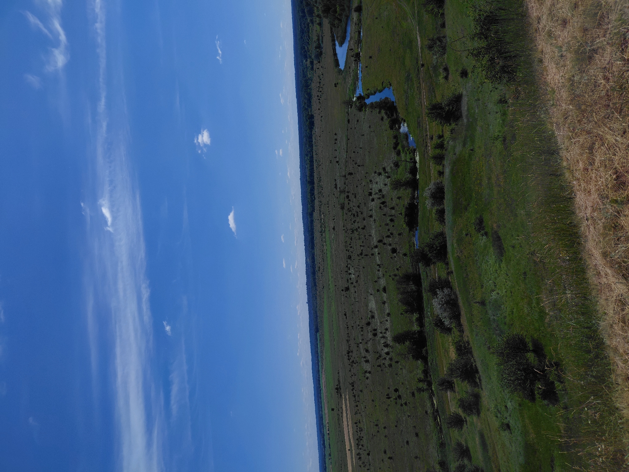 The image shows a wide, expansive landscape under a bright blue sky with scattered white clouds. The foreground features a grassy slope with dry, golden grasses. Below this, a lush green meadow stretches out, dotted with numerous small trees and shrubs. A winding river, with its blue water reflecting the sky, meanders through the middle ground of the scene. In the distance, a dense line of trees forms the horizon, beyond which the land appears to recede into a hazy, forested area. There are no people or animals visible in the image. The scene depicts a rural, natural environment.