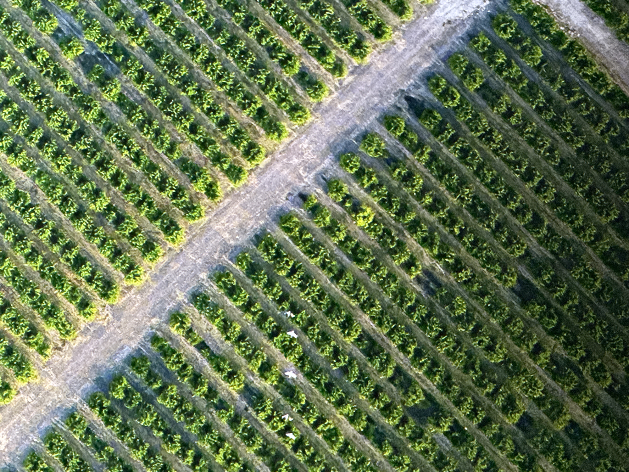 An aerial, oblique view of an agricultural field with rows of green crops is presented. The field is divided by pathways. There are no visible structures or people. The image does not depict the city of Saratov, Russia.