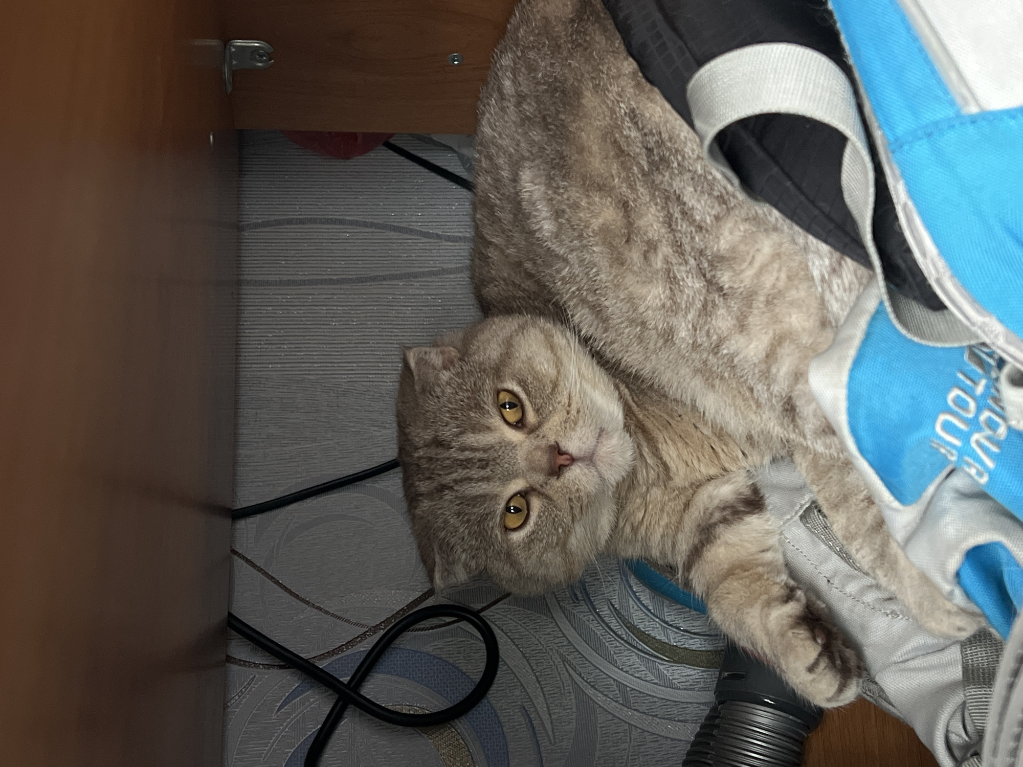 A tan and gray tabby cat with yellow eyes is lying on a patterned gray surface with a black power cord, partially covered by a blue and gray bag and black clothing. The scene is contained within a wooden cabinet or drawer. A drawer support bracket is visible in the upper left. It is unknown if this image was taken in Chaikovsky, Russia.