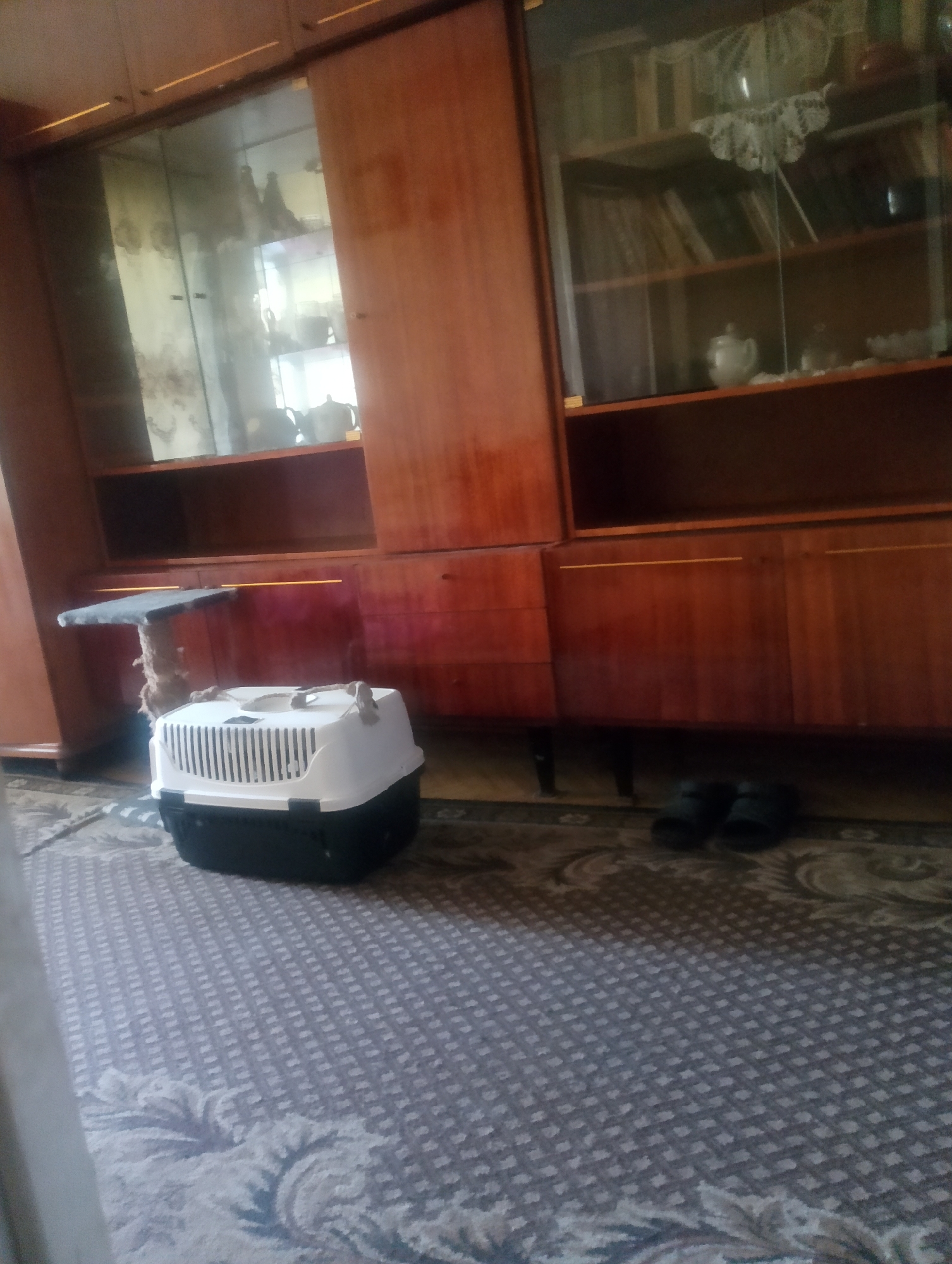 A pet carrier and a cat scratching post are on the carpet in front of a wooden cabinet with glass doors. The cabinet contains shelves with decorative items. A pair of dark-colored slippers are on the floor beneath the cabinet. The scene appears to be indoors, possibly in a living room or bedroom. The lighting is dim, and the overall color palette is warm, with tones of brown and wood.
