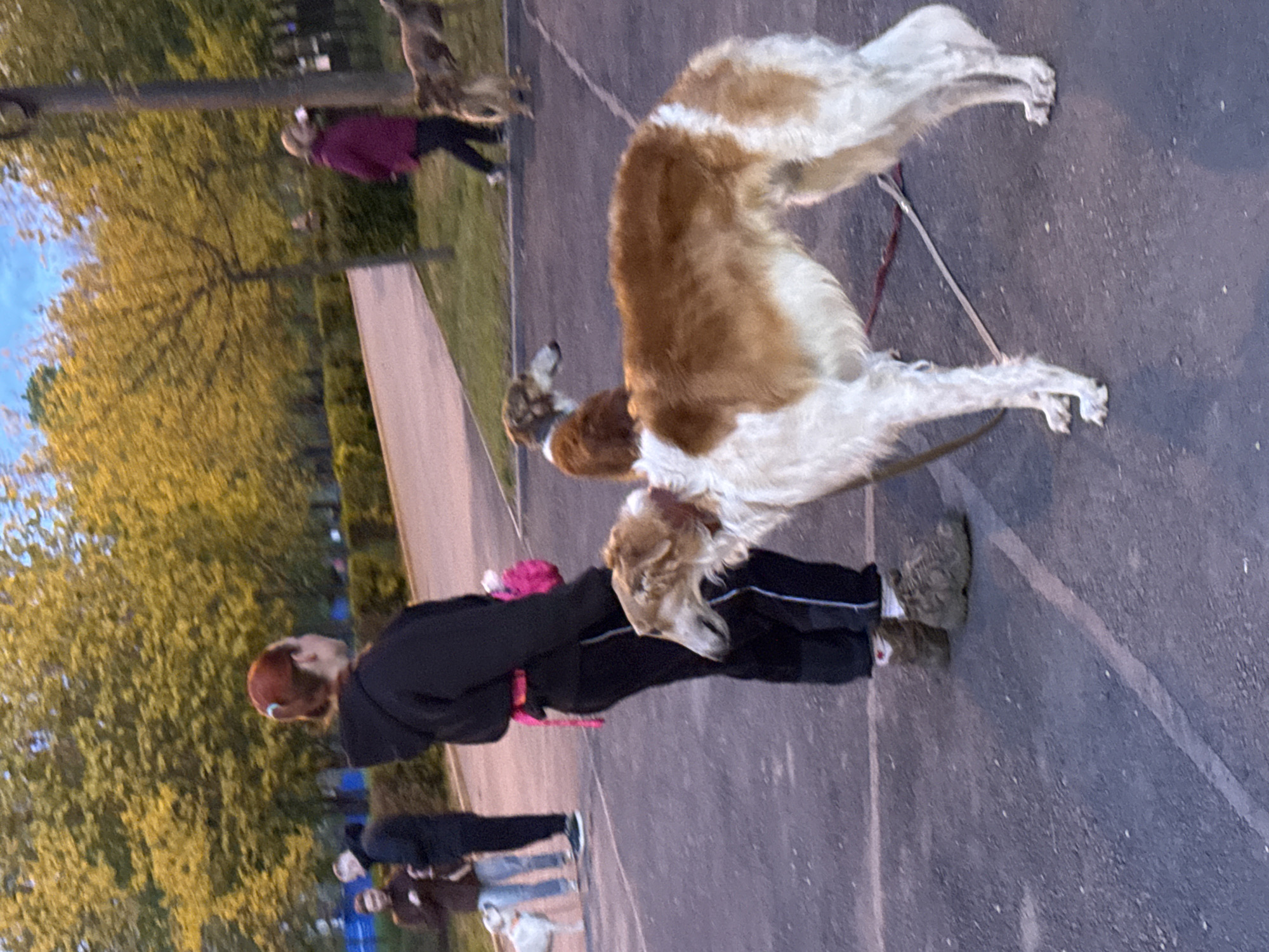 This image, set in Rostov-on-Don, Russia, captures an outdoor scene with several people and dogs on a paved path, likely a park or public walking area. The perspective is rotated 90 degrees clockwise from standard orientation.
In the foreground, a prominent large Borzoi-type dog, white with patches of reddish-brown fur, stands elegantly on the dark paved surface. Its head is turned towards a person wearing a black hoodie and black pants, who holds a pink leash attached to the dog. This person has reddish-brown hair visible from under their hood. Another, smaller dog, also appearing to be a sighthound mix with light brown and white fur, is positioned near the main person's feet, looking down.
In the midground and background, several other people are visible. One person in the midground wears a burgundy top and black pants. Further back, more indistinct figures of people and dogs can be seen, suggesting a gathering or multiple individuals enjoying the outdoor space.
The setting includes a dark asphalt path, a lighter concrete path running parallel to it, and lush trees with green and yellow foliage in the background. The sky is a clear light blue. The soft, warm lighting suggests it is either late afternoon or early evening, possibly during the "golden hour." No visible text is present in the image. The overall activity depicted is a casual dog walk or outing.