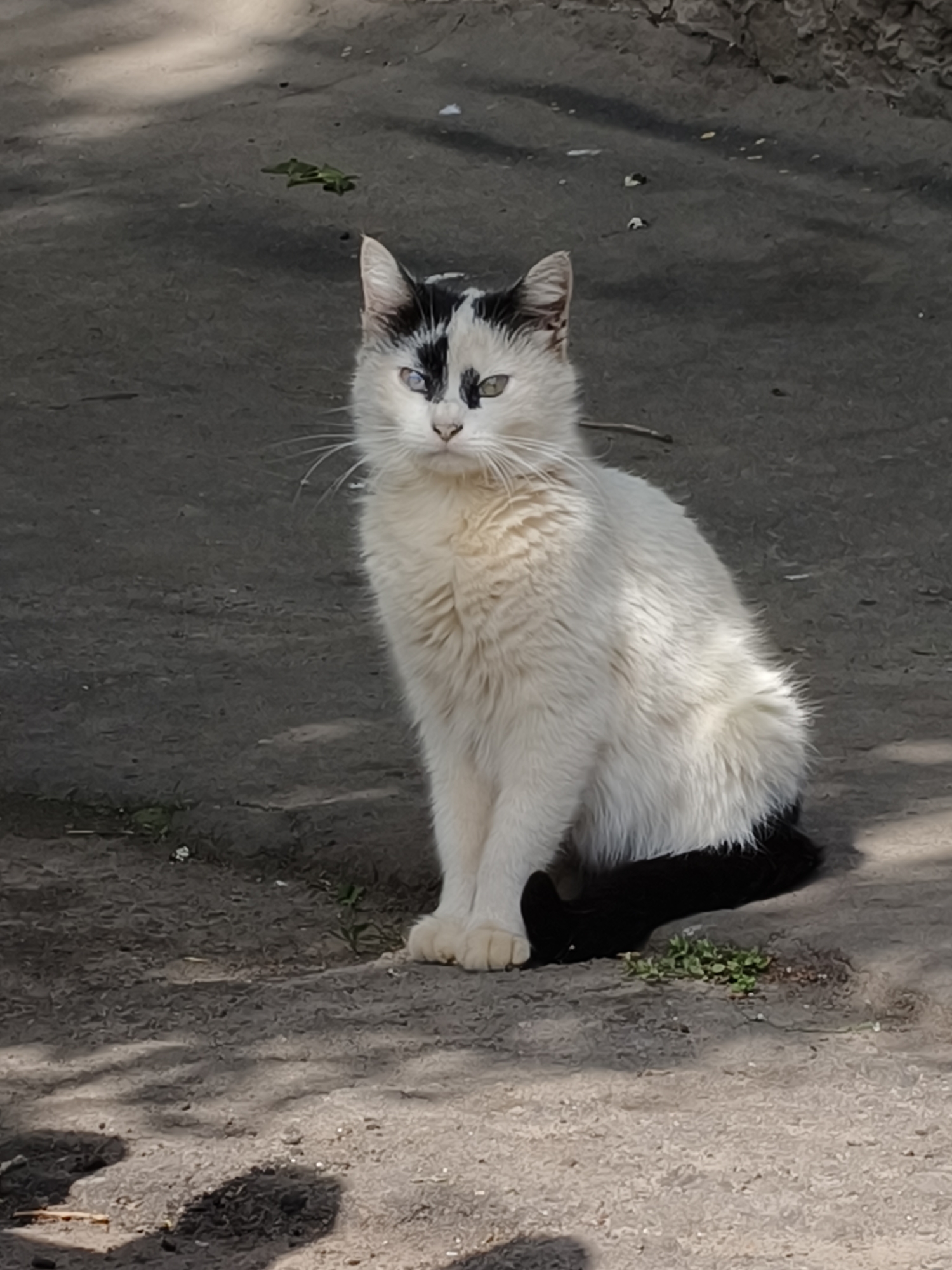 This full-shot photograph depicts a bicolored cat sitting outdoors on an unpaved surface, likely a dirt path, in Kryvyi Rih, Ukraine. The cat is predominantly white with black markings, including a large black patch covering the top of its head and extending over its right eye, and a completely black tail. Its fur appears somewhat shaggy.
The cat is seated upright, looking directly at the viewer with a neutral, observant expression. A notable detail is its left eye, which appears lighter or cloudier than its right eye.
The scene is illuminated by natural sunlight, casting dappled shadows across the ground, suggesting the presence of overhead foliage. This indicates it is daytime with clear weather. Small patches of green vegetation are visible on the ground. There are no human subjects or visible text in the image.