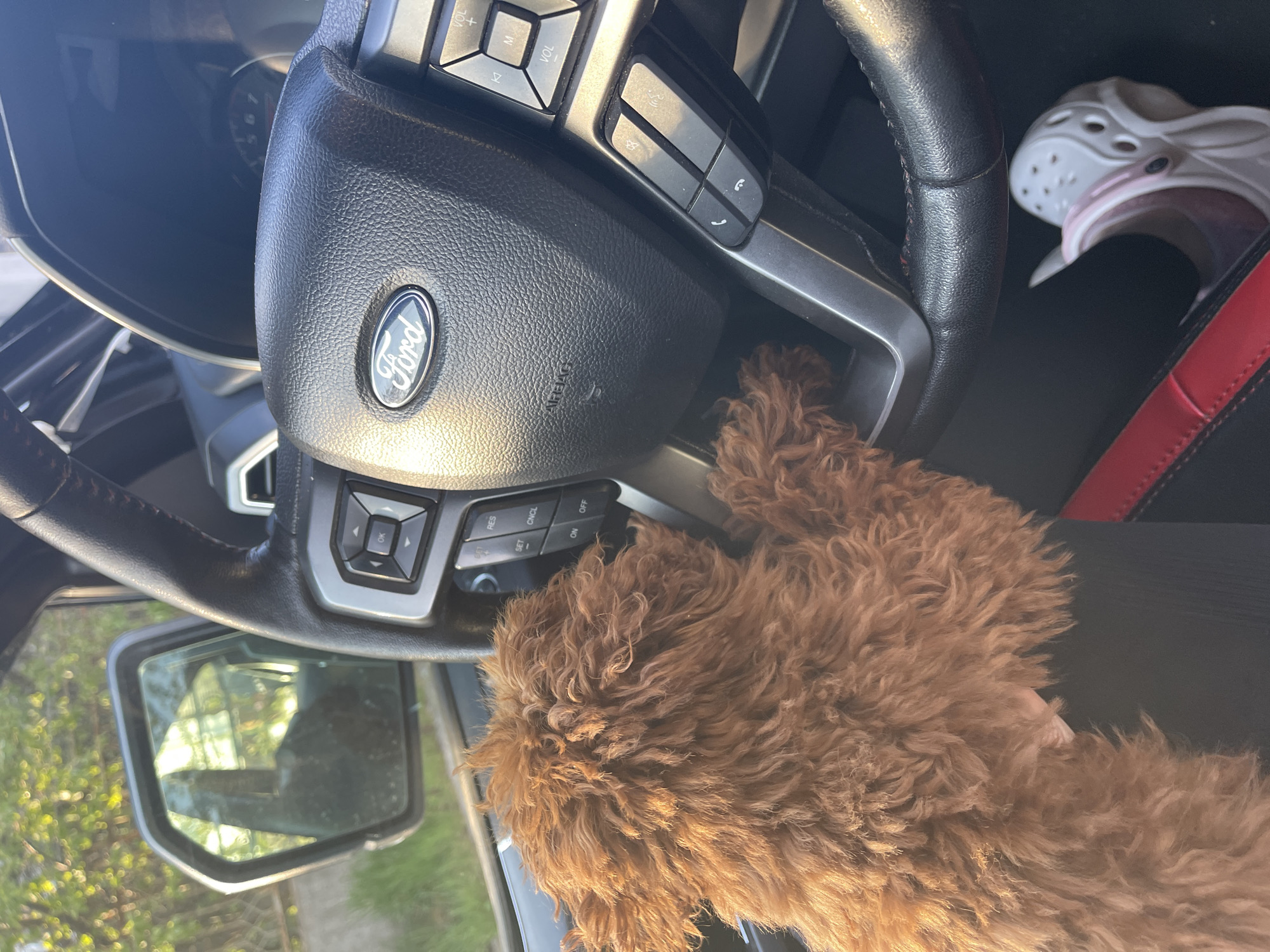 The image displays the interior of a car, specifically the driver's side area, with a fluffy, light brown or reddish-brown dog prominently positioned. The dog's dense, curly fur covers a large portion of the lower central and right side of the frame, resting on what appears to be the dashboard or steering column.
The steering wheel, made of black textured material with silver accents, is a central feature. The "Ford" logo is clearly visible on the airbag cover, which also has the word "AIRBAG" embossed below it. Various control buttons are present on the steering wheel: on the left, buttons marked "VOL +/-" and "M" (likely for media controls); on the right, buttons with phone icons (answer/decline call); and below these, cruise control buttons labeled "RES", "SET", "CNCL", "ON", and "OFF".
To the right of the steering wheel and partially obscured by the dog, a white Croc-style shoe with a pink strap is visible, resting on the car's floor or passenger seat. Part of a car seat with black and red upholstery can also be seen in the background on the right.
A side rearview mirror is visible on the left, reflecting blurred green foliage and bright sunlight, suggesting the image was taken outdoors during the daytime. The bright lighting creates reflections on the car's surfaces.
The scene depicts a pet enjoying a ride or resting inside a Ford vehicle. Based on the provided context, this scene is located in Sofia, Bulgaria.