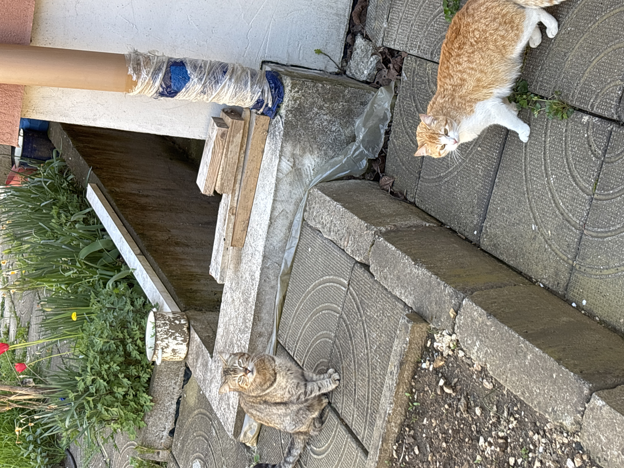Exterior shot, possibly Zlatograd, Bulgaria, showing a two cats on patterned concrete pavers adjacent to a building. One cat is orange and white, the other is gray and brown tabby. The building has a painted white exterior wall with a brown pipe. Wood planks lean against the wall. Vegetation includes grass, dandelions, and red flowers. A small white cylinder object is in the vegetation. A plastic bag is on the concrete.