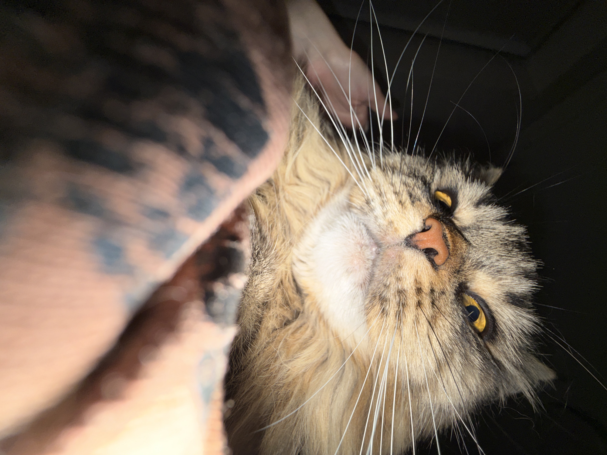 The image is a close-up, low-angle shot of a cat's face. The cat has golden eyes, a pink nose, and long white whiskers. Part of a tattooed arm and hand is visible in the upper left of the frame, suggesting someone is holding the cat. The background is dark and indistinct. There is no discernible information to indicate the location is Izhevsk, Russia.