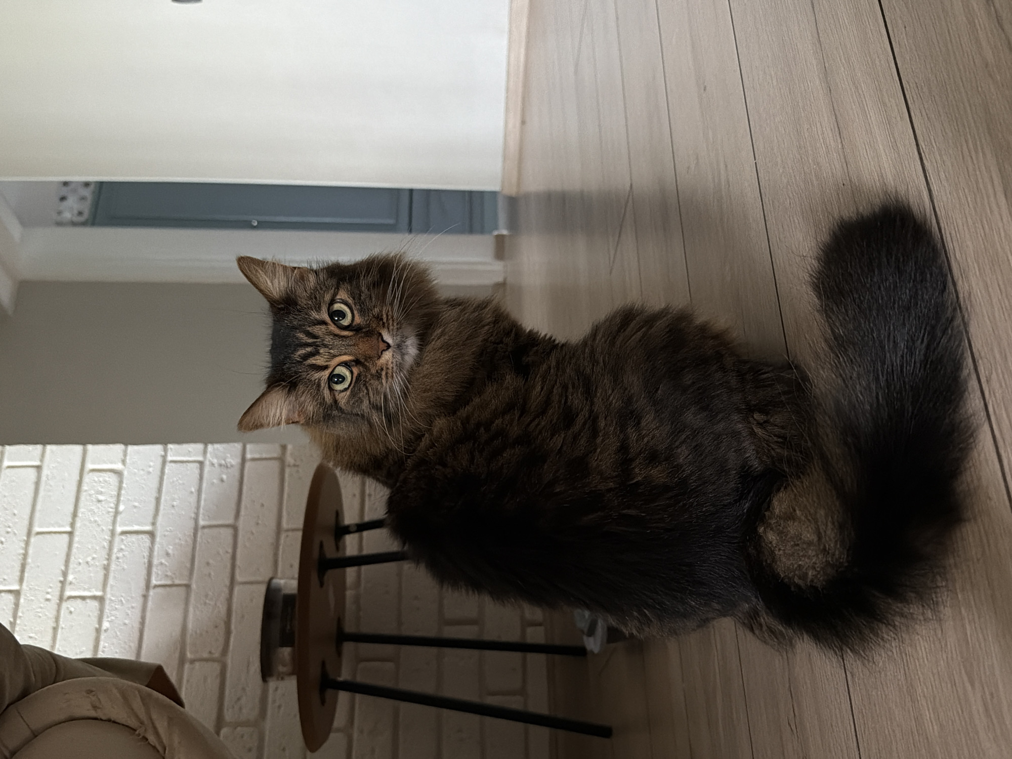 A medium shot shows a furry brown and black cat with green eyes sitting next to a small, round, wooden table with metal legs. The cat is looking up and to the left. The background includes a white brick wall, a light-colored wooden floor, and a white wall with a gray section visible at the top. The location is unspecified.