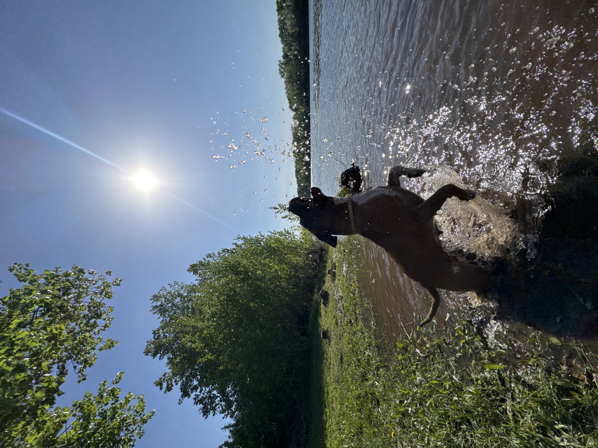 A bright, sunlit scene shows a tan-colored dog splashing in a body of water, possibly a river or lake. The dog is mid-action, causing water to spray around it. The location appears to be outdoors with trees and grassy vegetation visible on the shoreline. The intense sunlight suggests a daytime setting. This scene is presumed to be located in the city of Chaikovsky, Russia. There is a second dog in the background of the splashing.