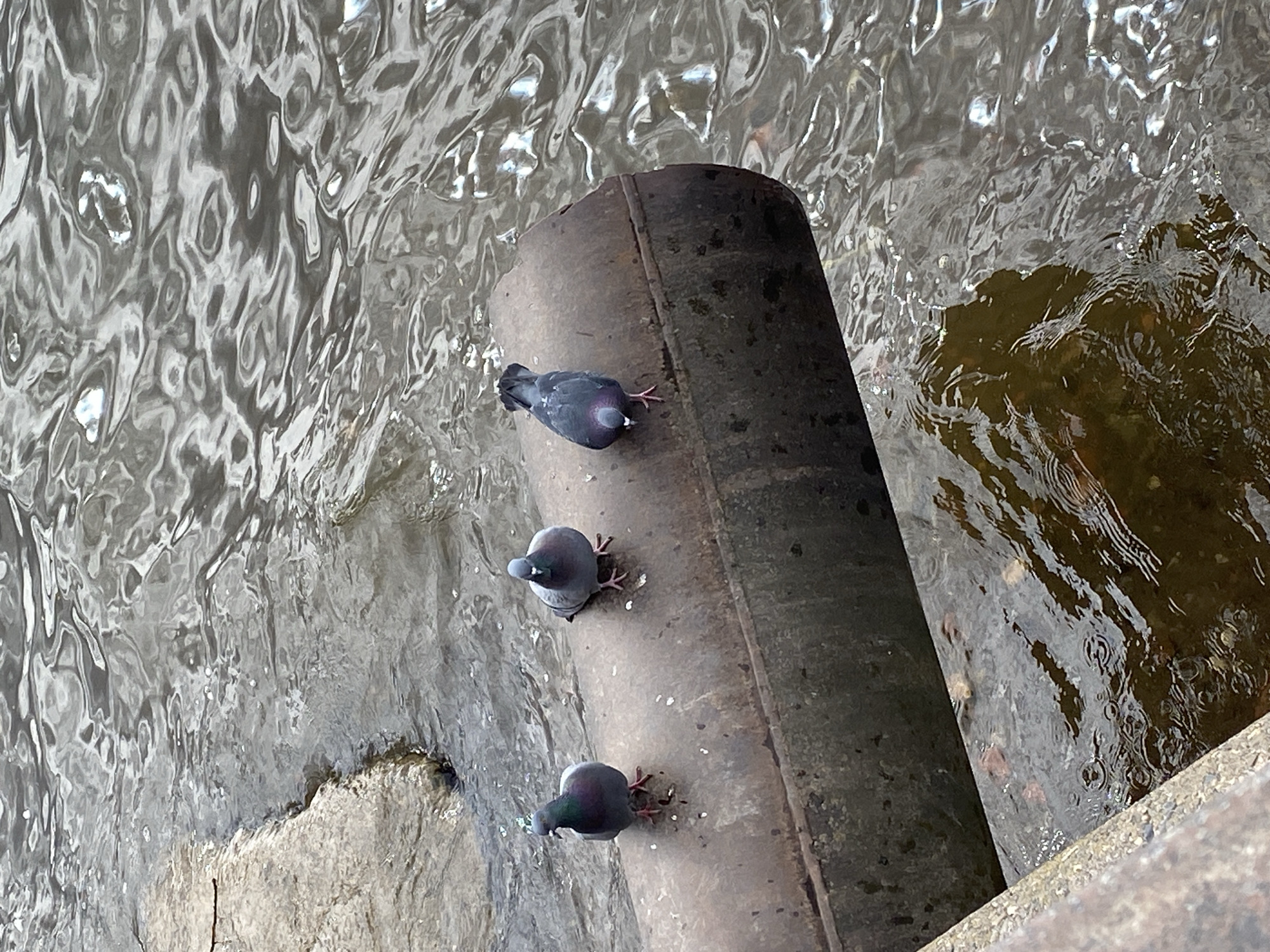 Three pigeons are perched in a row on a large, rusted pipe extending into a body of water. The water is rippling and reflective. Part of a concrete structure is visible to the bottom right. The pigeons face away from the right side of the image towards the top left.
It is not possible to determine the location in Votkinsk, Russia based on the image alone.