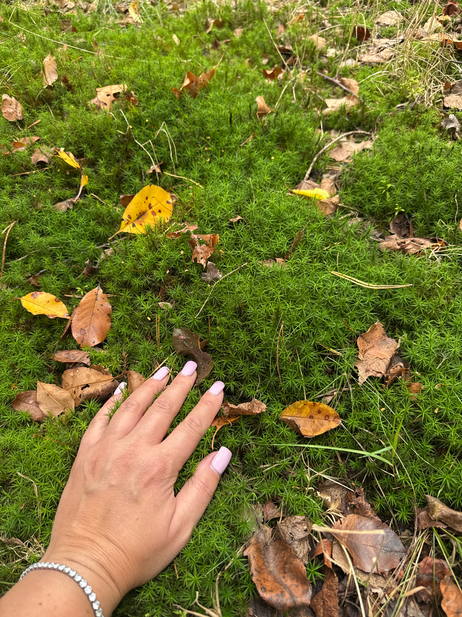 A person's left hand, adorned with a diamond bracelet and light pink nail polish, rests on a dense carpet of green moss in what appears to be a park or forest setting. Scattered among the moss are fallen autumn leaves in various shades of brown and yellow, along with some dry grass and pine needles. The scene is shot from a close-up perspective, focusing on the texture of the moss and the contrast between the natural elements and the human hand. There are no identifiable landmarks to suggest the location is specifically within Katowice, Poland.