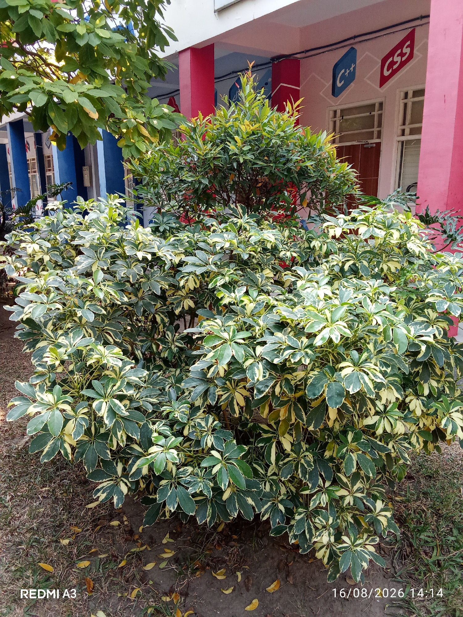 A photograph taken outdoors in Surakarta, Indonesia shows a variegated umbrella tree in the foreground. The tree has large, palmate leaves with dark green centers and creamy yellow edges. Behind the tree, the wall of a building is visible. The wall is painted pink and white, with blue pillars supporting an overhang. The building's facade is decorated with graphics of "C++" and "CSS" logos, suggesting it might be an educational institution related to computer science or technology. The ground beneath the tree is covered with dry grass and fallen leaves. The image is dated 16/08/2026 and indicates the device used was a REDMI A3.