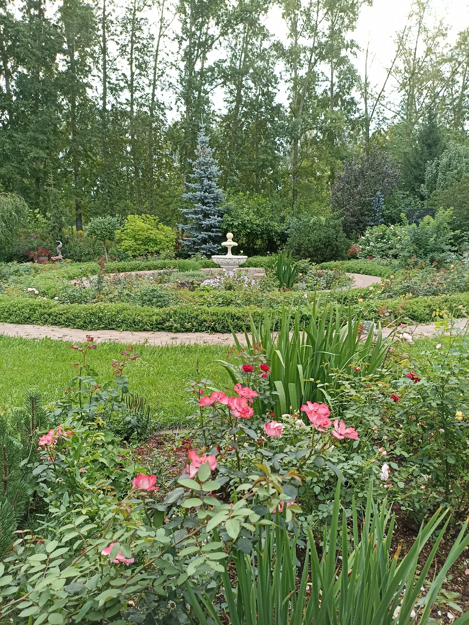 This is a medium-wide, eye-level, outdoor shot of a formal garden, likely taken in Novosibirsk, Russia, during daylight hours. The foreground features lush green grass and several rose bushes with pink and red blooms, alongside tall, slender green plants. A winding, paved walkway curves through the garden. In the mid-ground, more manicured rose bushes and other greenery are visible, organized in distinct beds. Further back, a decorative white fountain sits at the center of a circular flower bed. A solitary blue spruce tree stands behind the fountain, and a dense line of tall deciduous trees forms the backdrop, suggesting a park or botanical garden setting. The sky is overcast and bright. There are no people or animals visible in the frame.