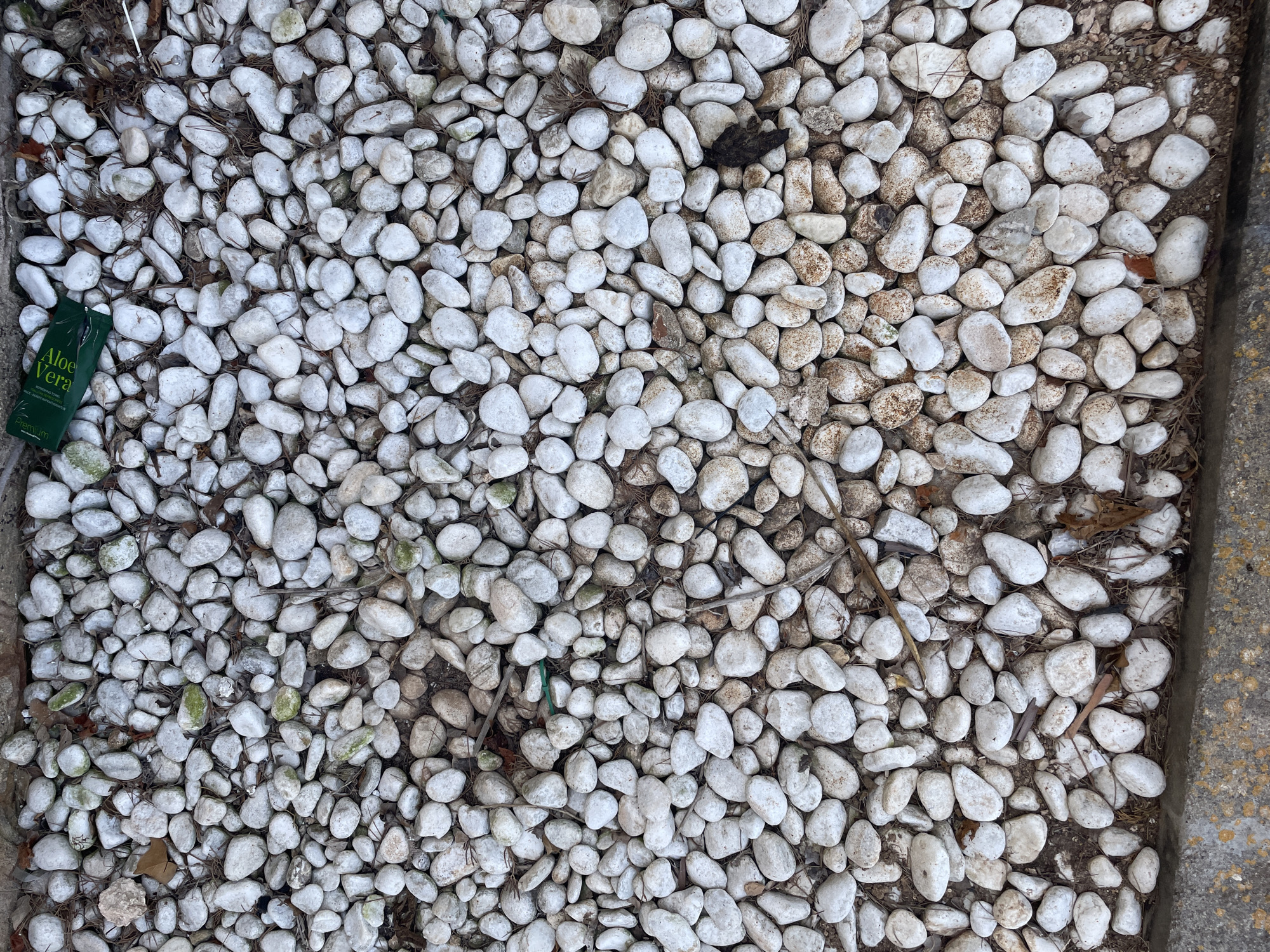 This is a top-down, full-frame shot of a collection of small, white, rounded pebbles, mixed with some dirt and dried organic matter, such as pine needles and leaves. The pebbles are of varying sizes and shapes, with some appearing smoother than others. A few of the pebbles have light green algae or moss growing on them. In the upper left quadrant of the image, there is a small, folded green packet with white text that reads "Aloe Vera". A section of a concrete curb with some lichen growth is visible along the bottom edge of the frame. The scene is likely outdoors, given the natural elements present, and could be in a garden or walkway in Cala Figuera, Spain. There are no people or animals visible in the image.