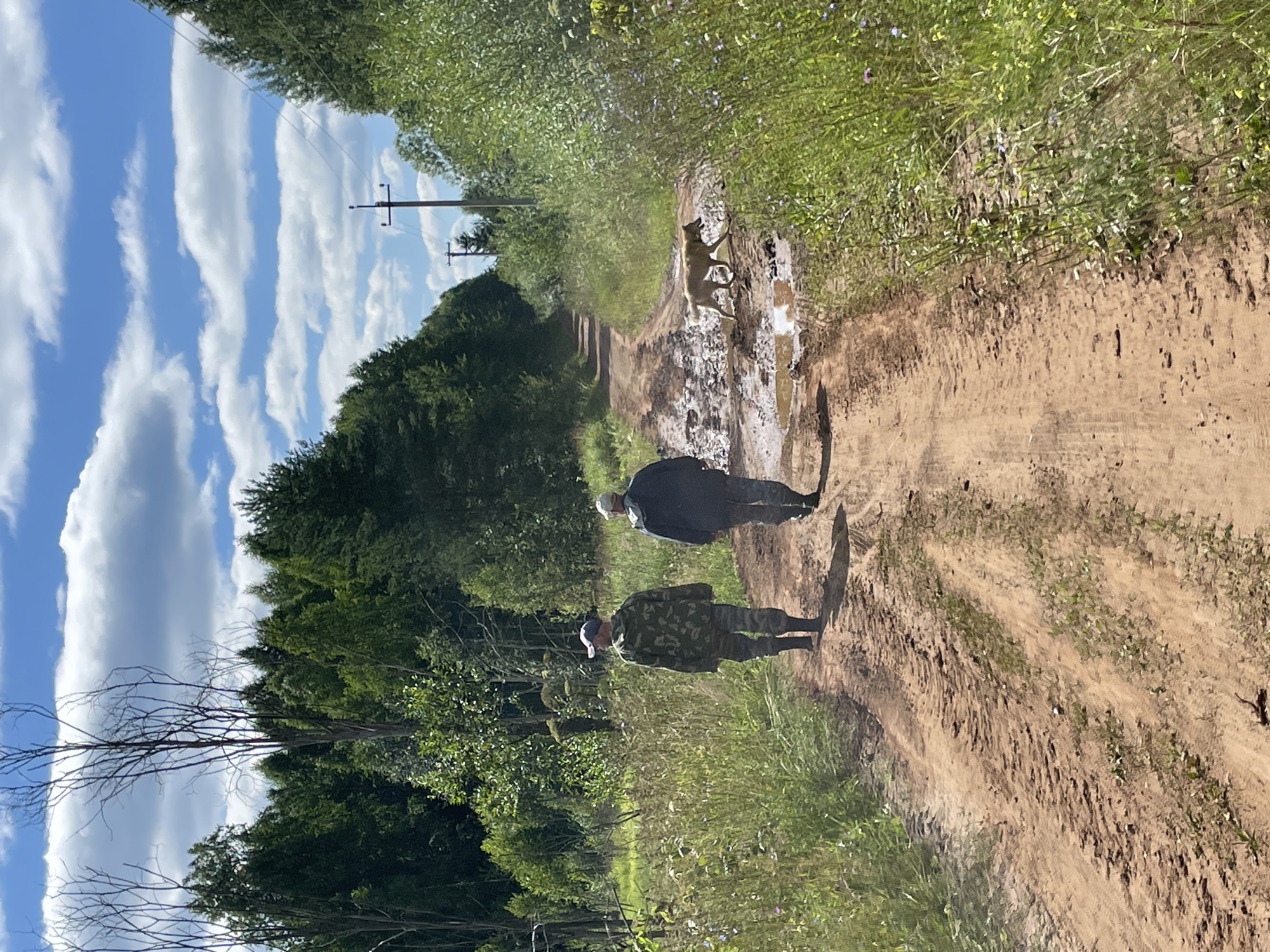 Two individuals, one wearing a camouflage jacket and pants, and the other in a dark jacket and pants, walk away from the camera on a dirt road. They are positioned in the left-center of the frame. A light-colored dog is trotting on the road ahead of them, to the right of the center. The road is muddy and has puddles, suggesting recent rain. The road is bordered by lush green foliage and trees. In the background, a power line pole is visible. The sky is blue with scattered white clouds. The scene appears to be a rural location, possibly in the area of Dresvyanovo, Russia, given the presence of trees, a dirt road, and the power line.