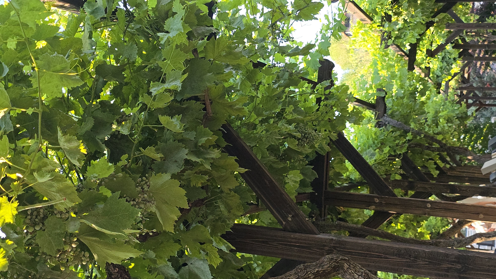 The image shows a wooden pergola covered with grapevines. The grapevines have green leaves and some clusters of unripe green grapes. The pergola is constructed with dark brown wooden posts and beams. In the background, sunlight filters through the leaves, illuminating parts of the scene. The location is identified as Krasnovo, Bulgaria. There are no people clearly visible in the image. The scene appears to be an outdoor area, possibly a garden or courtyard, with the pergola providing shade. The overall impression is one of lush greenery and rustic structure.