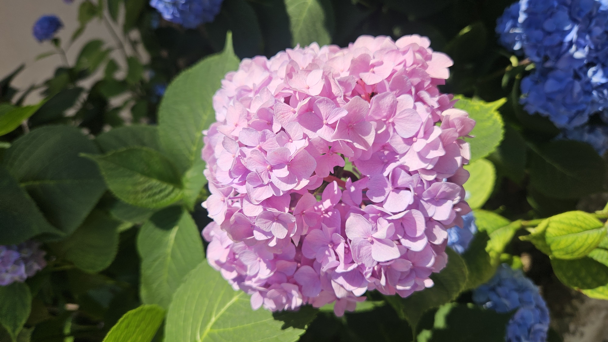 The image shows a close-up of a large, spherical cluster of bright pink hydrangea flowers. The blooms are densely packed, with individual petals clearly visible, some catching the sunlight. Surrounding the pink hydrangea are large, deep green leaves, some with a slightly serrated edge. In the background, out of focus, are clusters of blue hydrangea flowers. The overall scene is one of lush, vibrant foliage bathed in natural light, suggesting a garden setting. The time of day appears to be sunny, likely midday or early afternoon, given the brightness and shadows. The location is indicated as Krasnodar, Russia, a region known for its mild climate which supports such flowering plants. There is no activity or event taking place, it is a still life of flowers. No text is visible in the image. The mood conveyed is one of natural beauty and tranquility.