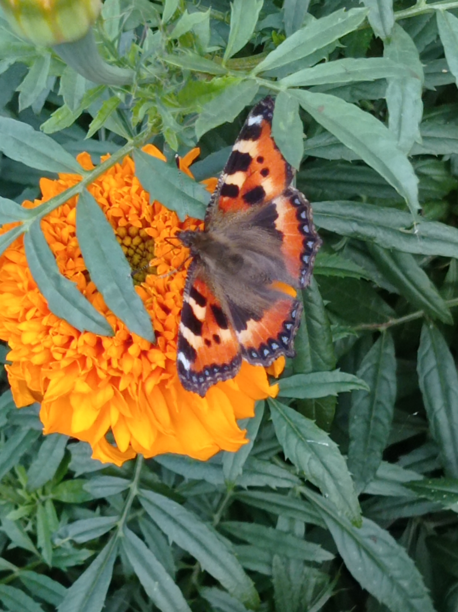 A butterfly with orange, black, and white patterned wings rests on a vibrant orange marigold flower. The flower has many delicate petals and is surrounded by lush green foliage. The image captures a close-up view of nature's beauty. The scene is set in a garden or natural setting within the city of Degtyarsk, Russia.