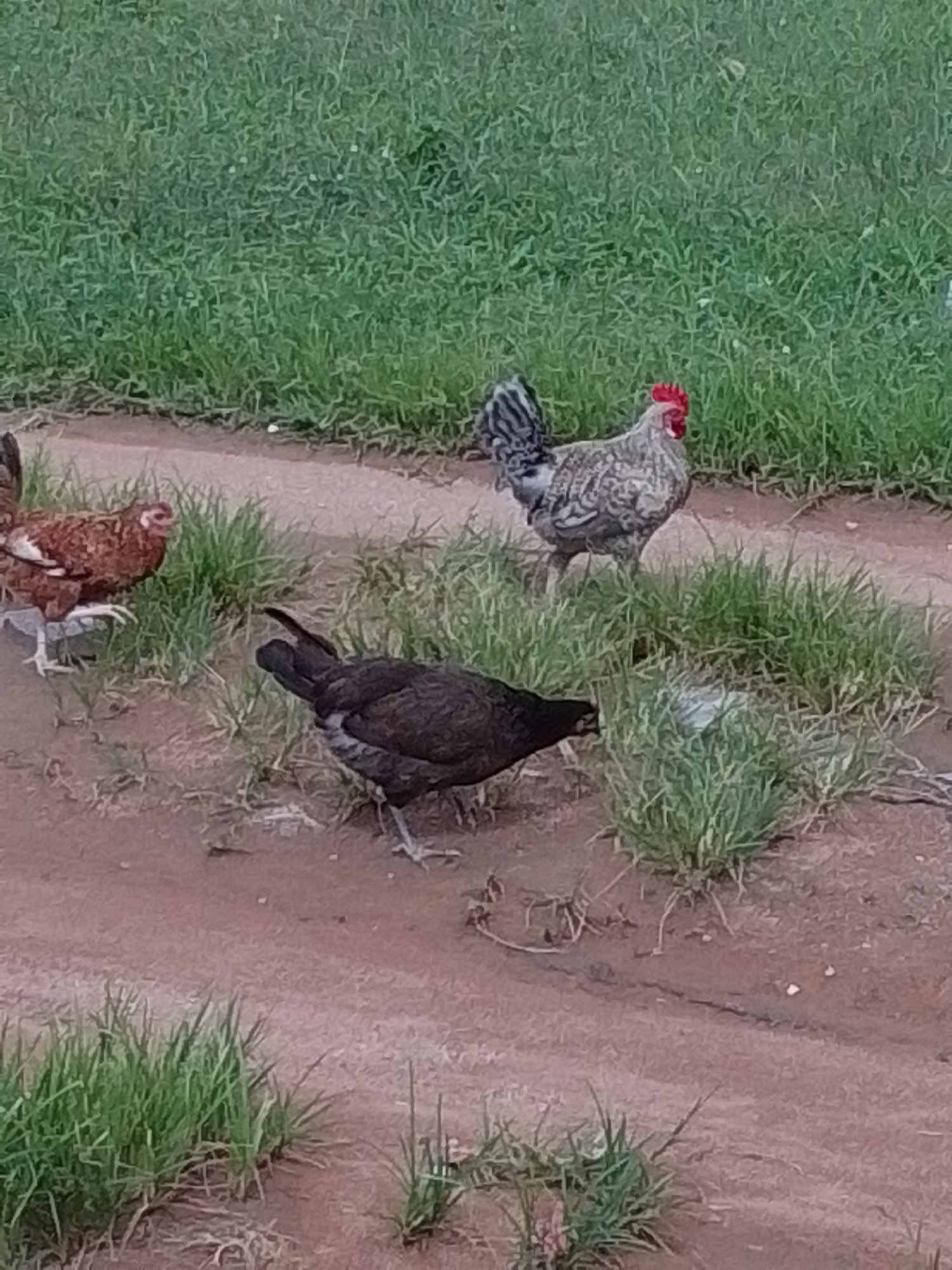 The image depicts a rural scene in Howayi, Nigeria, with three chickens on a dirt path bordered by green grass. In the foreground, a dark-colored chicken is foraging on the ground. Slightly behind it, a lighter-colored chicken with brown and white speckles is also present, appearing to be walking. Further in the background, a rooster with striking black, white, and grey plumage and a vibrant red comb stands tall, looking to the right. The setting is natural and outdoors, with no man-made structures clearly visible beyond the path itself. The lighting suggests it is daytime, and the weather appears to be fair. The ground is a reddish-brown earth, and patches of green grass are scattered throughout the scene. The overall impression is one of a typical rural environment where free-range chickens are common. There is no visible text in the image.