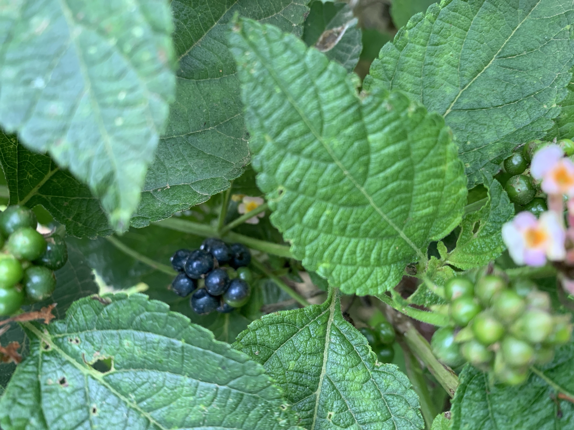 The image is a close-up of a lantana plant with dark berries and green leaves. Some of the berries are ripe and black, while others are still green and developing. The leaves are textured with prominent veins and some show signs of damage or decay. In the background, there are blurred hints of small flowers with pink and orange centers, typical of lantana blooms. The setting appears to be a garden or natural environment, possibly in Kuru Karama, Nigeria, given the lush greenery. There are no people or animals visible in the frame. The lighting suggests it is daytime, with soft natural light illuminating the plant.