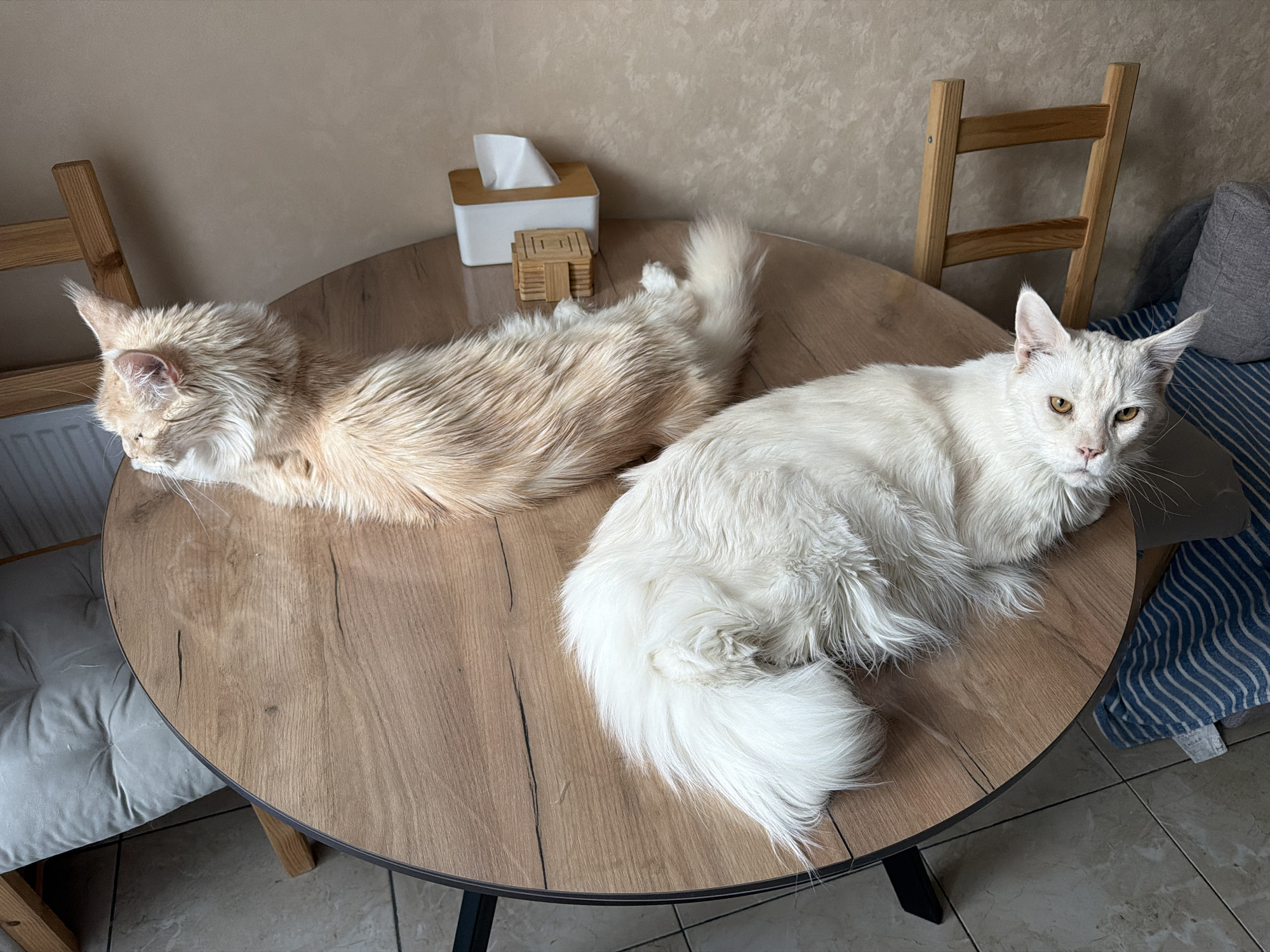 Two Maine Coon cats are resting on a round wooden table. One cat is cream-colored and lying on the left side of the table, with its head near a wooden chair. The other cat is white and lying on the right side of the table. A box of tissues and a small wooden decorative object are positioned near the center of the table. Two wooden chairs are visible in the background, along with a blue and white striped cushion. The scene is located in Kazan, Russia.