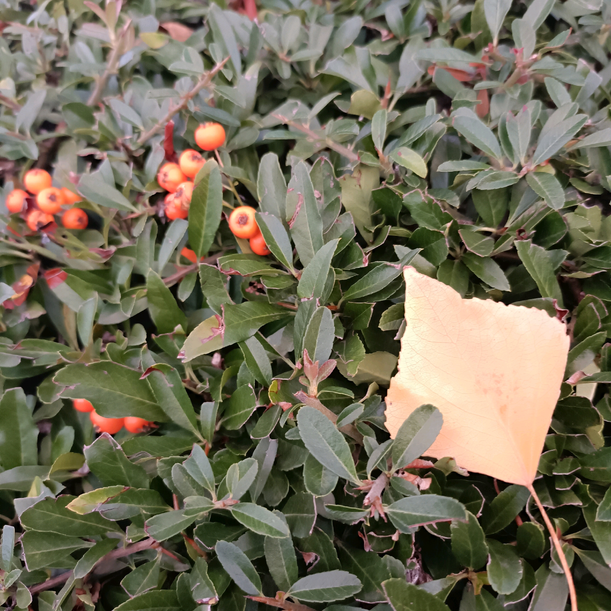A close-up, eye-level shot captures a dense cluster of dark green evergreen leaves with some clusters of small, bright orange berries. A single, dry, pale yellow leaf lies prominently on top of the foliage, obscuring some of the leaves and berries beneath it. The background is filled with more of the same evergreen foliage. The image appears to be taken outdoors, likely in a garden or park setting, typical of areas found in Rüsselsheim am Main, Germany. No people are visible in the scene.