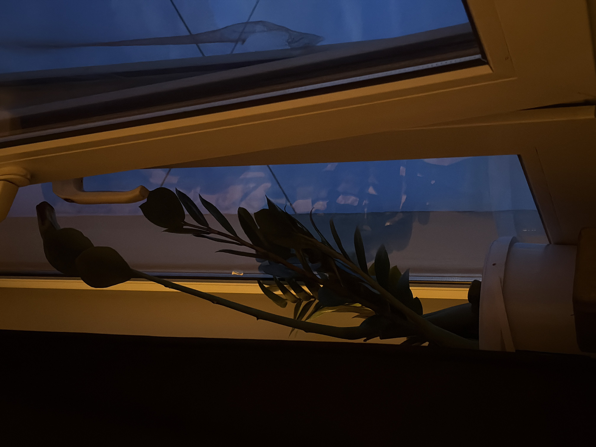 An indoor, low-angle, medium shot shows a potted plant in a white pot positioned on a windowsill. The plant has a tall, thin stem with dark green, ovate leaves. The windowsill is illuminated by a warm, yellow light that casts a glow on the plant and the adjacent window frame. Outside the window, the sky is a deep blue, transitioning to darker shades at the top, suggesting either dusk or night. Faint clouds are visible in the sky, and a thin, sheer curtain hangs to the right of the window. The window frame is a pale yellow, and a white handle is attached to it. The overall mood is calm and serene, with the warm indoor lighting contrasting with the cool, dark exterior. There are no people or animals present in the scene. The location is not specified beyond being indoors and near a window.