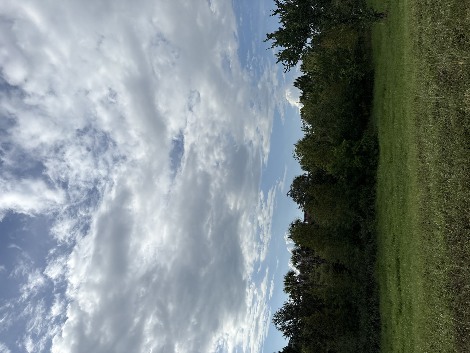 The image shows a wide, grassy field in the foreground, with a dense line of trees and palms forming a natural barrier in the middle ground. Beyond the trees, a few red-roofed buildings are visible, suggesting a residential or commercial area. The sky above is a mix of blue and white, with scattered clouds casting shadows on the landscape. The scene appears to be an undeveloped or natural area within a city, possibly a park or conservation land. The lighting suggests it is daytime, with the sun likely overhead or slightly to the side, creating a natural, outdoor ambiance.