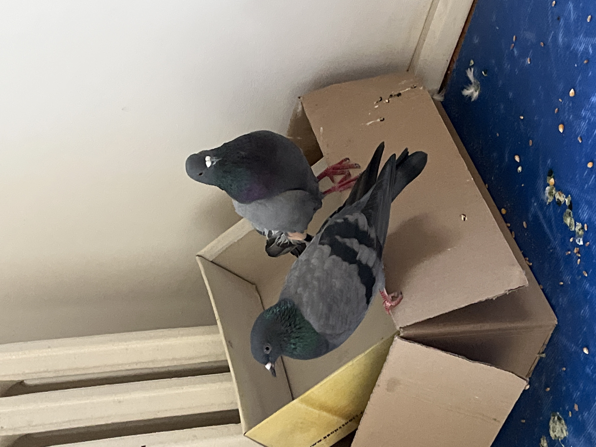 Two pigeons are perched on a cardboard box in an indoor setting. One pigeon, in the foreground and to the left, is facing left, with its head turned slightly to the right. It has dark gray feathers, with iridescent green and purple on its neck, and lighter gray wings with darker bands. Its beak is white, and its legs are pink. The second pigeon, in the background and to the right, is facing forward and slightly to the left. It has similar coloring, with dark gray feathers and iridescent neck plumage. It is also standing on the cardboard box. The box is open, with one side propped up by another piece of cardboard. The floor beneath the box is blue and appears to be littered with seeds and bird droppings. In the background, a white wall is visible, along with a section of a white radiator or vent. The overall impression is that this is an indoor space, possibly a room or a sheltered area. The pigeons appear to be domestic pigeons, commonly found in urban environments. The specific location in Sofia, Bulgaria, cannot be determined from the visual information provided.