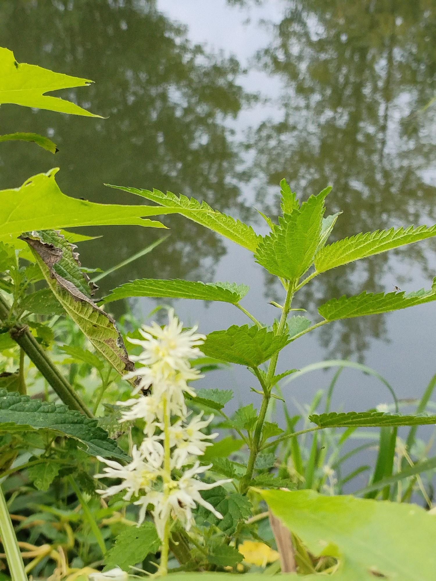 The image shows a close-up of green nettle plants and white flowers growing near a body of water, possibly a river or pond. The water in the background reflects the surrounding trees and sky. The scene appears to be a natural outdoor environment. The location is identified as Bialynichy, Belarus. There are no people or any explicit actions or interactions visible in the image.