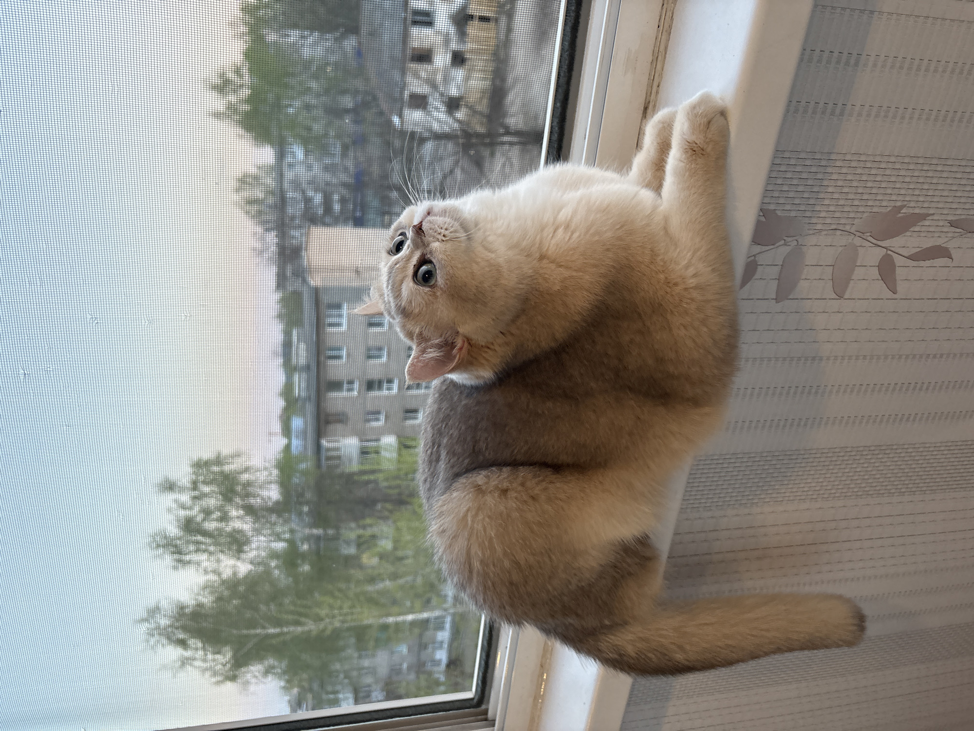 A light-furred cat with blue eyes is perched on a windowsill in front of a screened window. The window looks out onto a cityscape, including a multi-story building and trees. The cat is looking upwards and slightly to the left. The location is Chaikovsky, Russia.