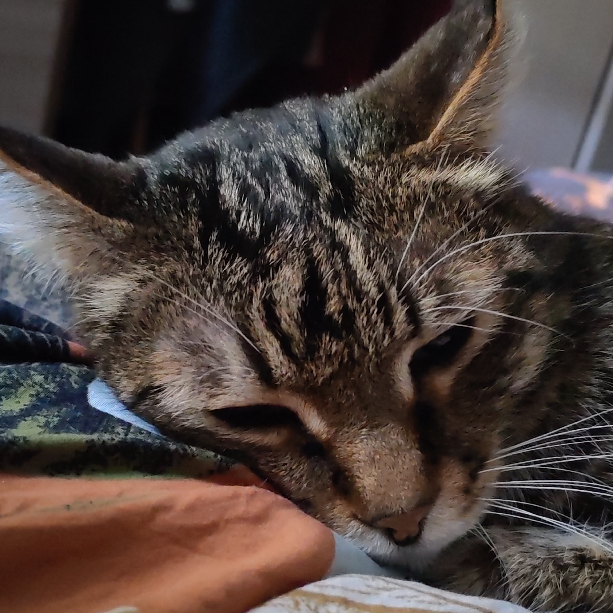 A close-up photograph depicts a tabby cat lying down. The cat has a striped pattern on its fur, with shades of brown and black. Its eyes are partially closed, suggesting it is sleepy or relaxed. The cat's head rests on a surface covered with a pattern of various colors and textures. The background is blurred. The location cannot be determined from the image.