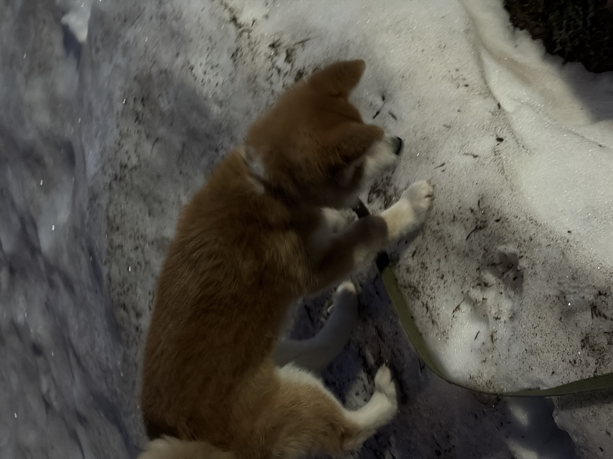 A tan and white Akita dog lies on its side on a snowy surface. The dog is wearing a collar and a green leash is attached to it. The snow is marked with dirt and debris. The location is Chaikovsky, Russia.