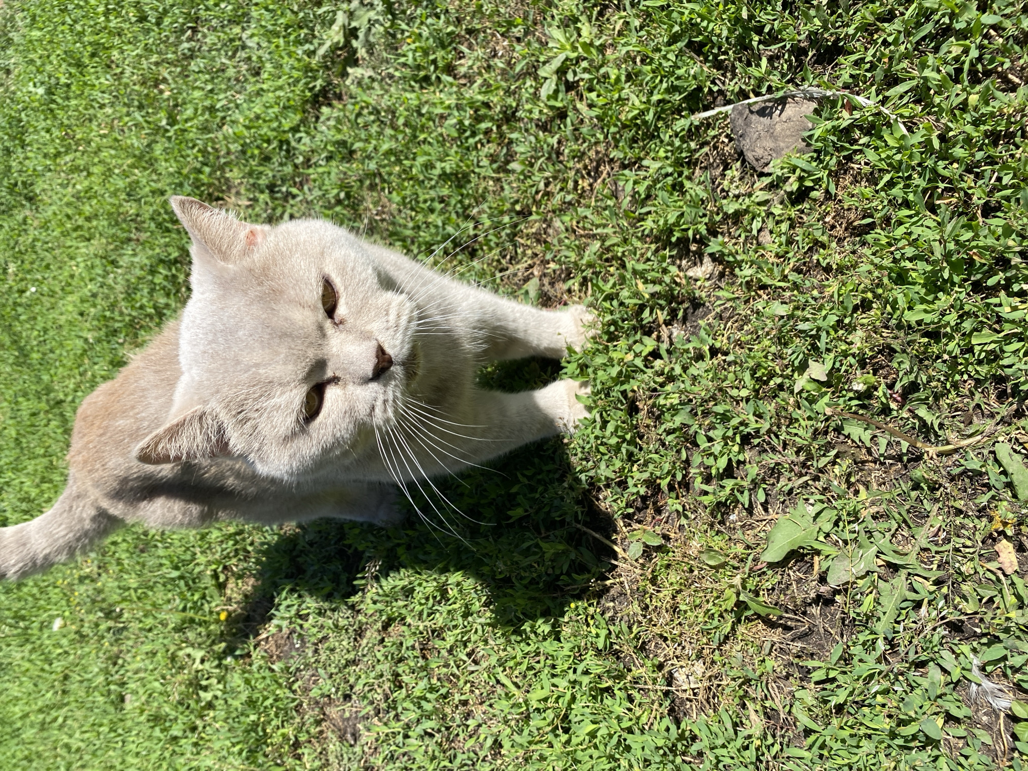 A light brown cat stands on a grassy lawn in Kisliakovskaya, Russia. The cat is facing the camera with its head slightly tilted down and its ears perked up. The grass is green and appears to be well-maintained, with some patches of dry grass and dirt visible. The sun is shining, casting shadows on the ground. There are no people or other animals in the image.