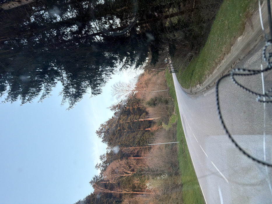 The image depicts a winding asphalt road through a forested, hilly landscape in Le Saulcy, France, viewed from inside a moving vehicle. The bottom foreground shows portions of what appears to be a bicycle handlebar or chain. The two-lane road features a solid white line on its right edge and a broken white center line, curving right and ascending. To the left of the road, a grassy verge leads to a steep slope covered with a mix of evergreen and deciduous trees, some appearing bare with a reddish tint from low-angle sunlight. Two light-colored utility poles are positioned on this slope. To the right, a grassy verge borders a black wire fence, beyond which dense evergreen trees stand. A clear, light blue sky is visible above the tree line. In the distance, on the right side of the road, a light-colored vehicle with illuminated headlights is partially visible around the curve. No people are discernible.