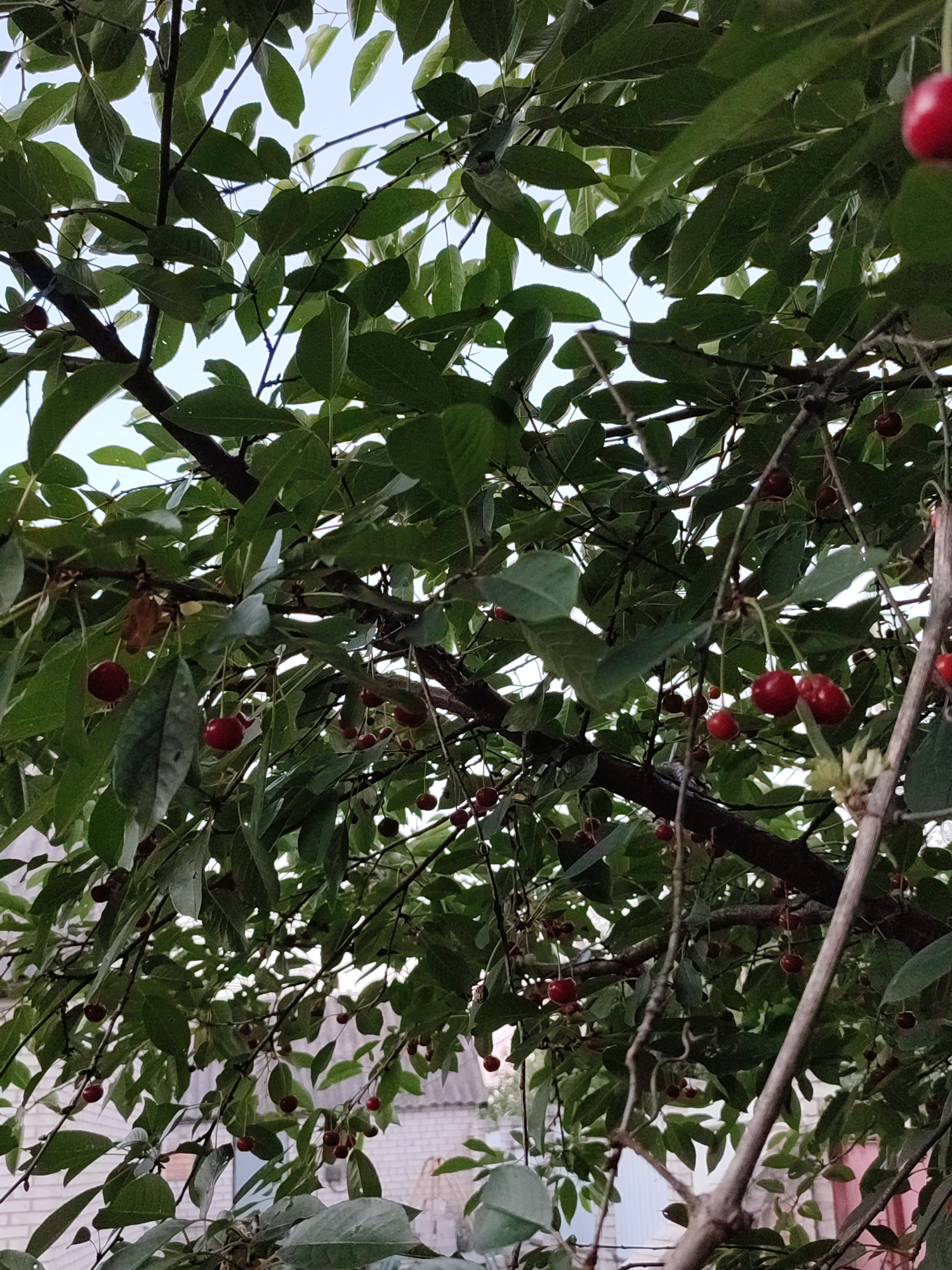 The image depicts a close-up view of a cherry tree in Shyshaky, Ukraine. The branches of the tree are laden with lush green leaves and clusters of ripe, dark red cherries, many of which are still attached to their stems. Some of the cherries are in sharp focus, while others are blurred by the depth of field, creating a sense of abundance. The sunlight filters through the leaves, suggesting it is daytime, likely late afternoon or early evening given the soft light.
In the background, glimpses of a brick building and a pale sky are visible, providing context for a rural or suburban setting. The overall mood is serene and natural, evoking the feeling of a warm, fruitful season. There is no text visible in the image.